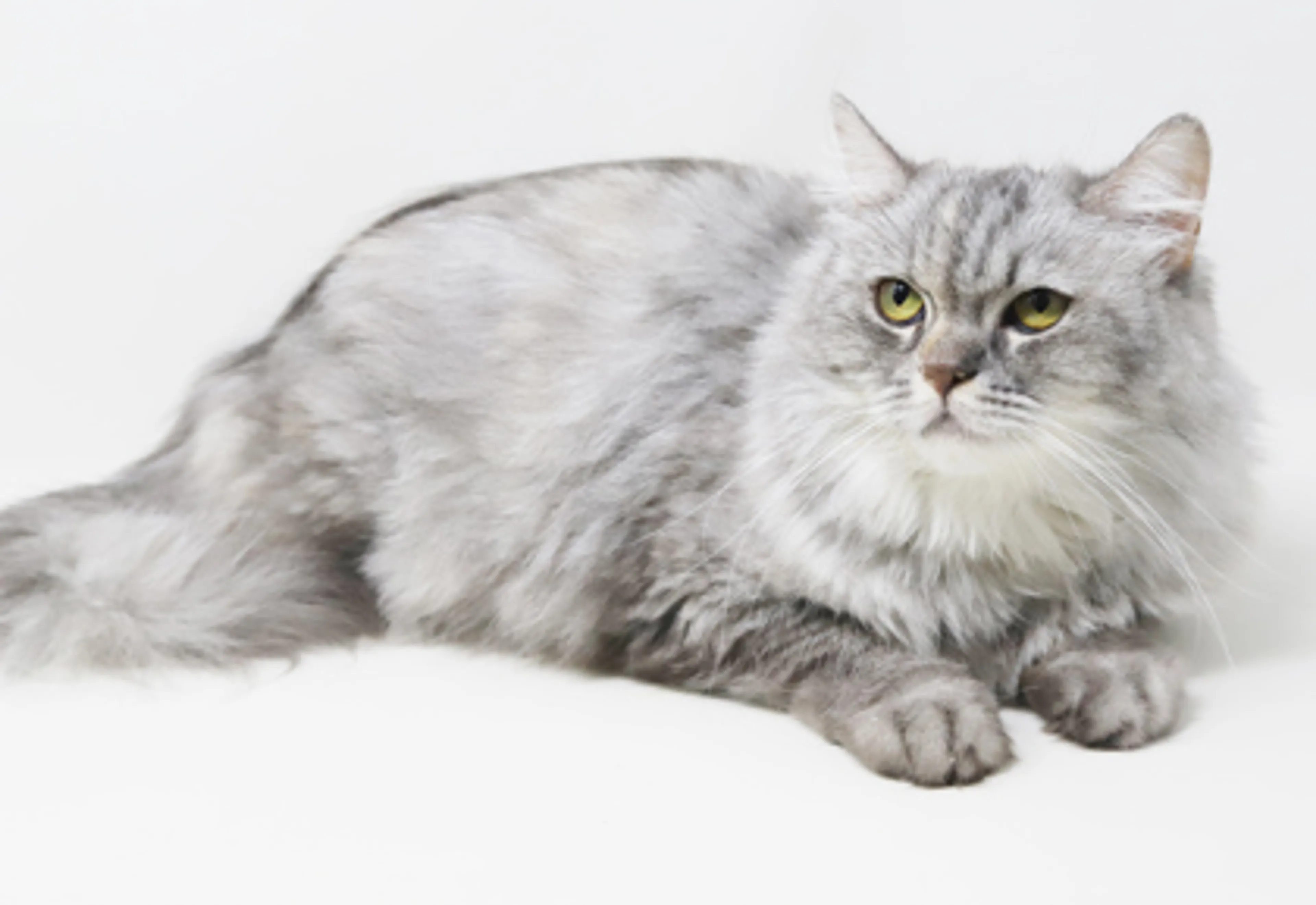 Found pet-1