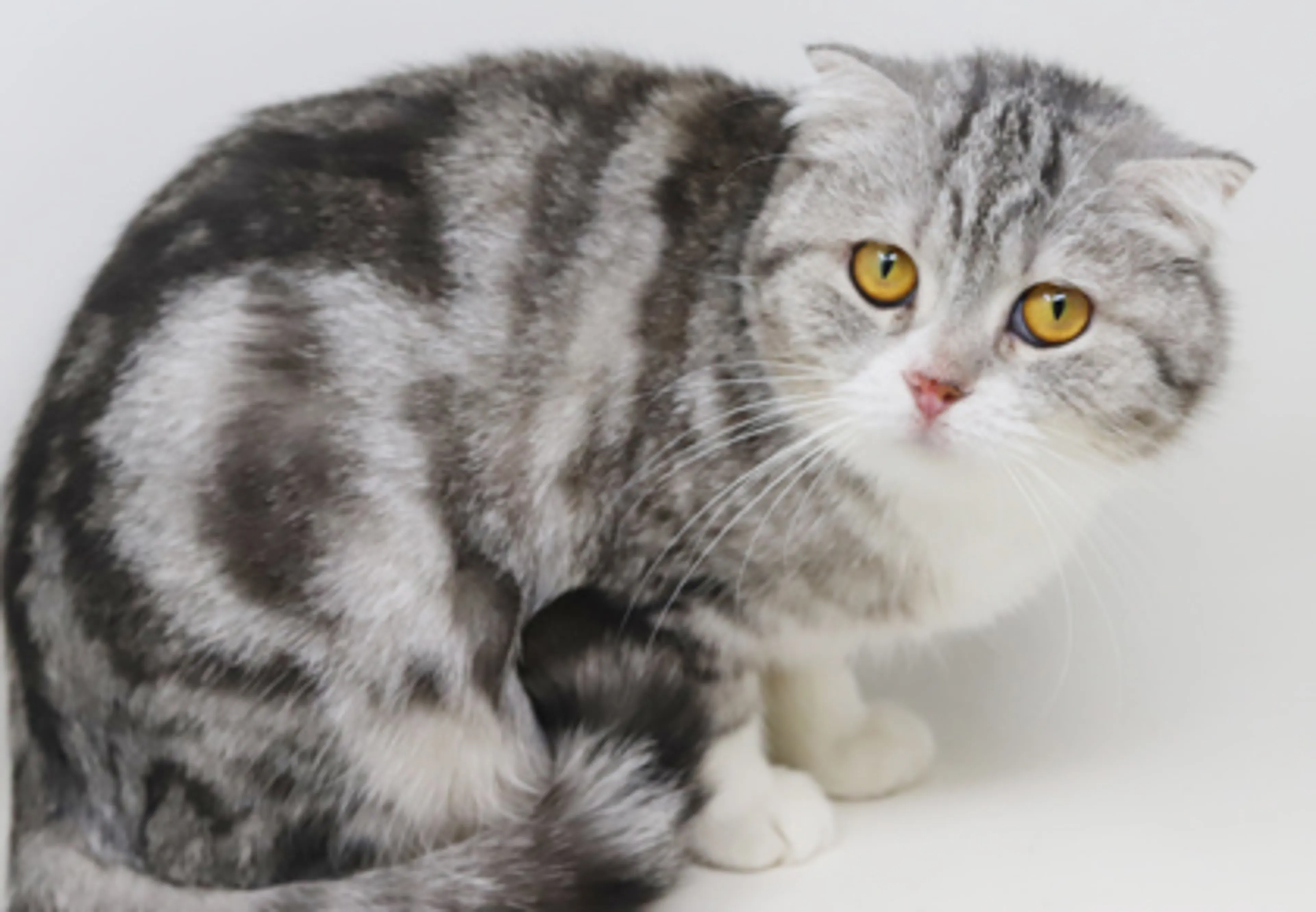 Found pet-1