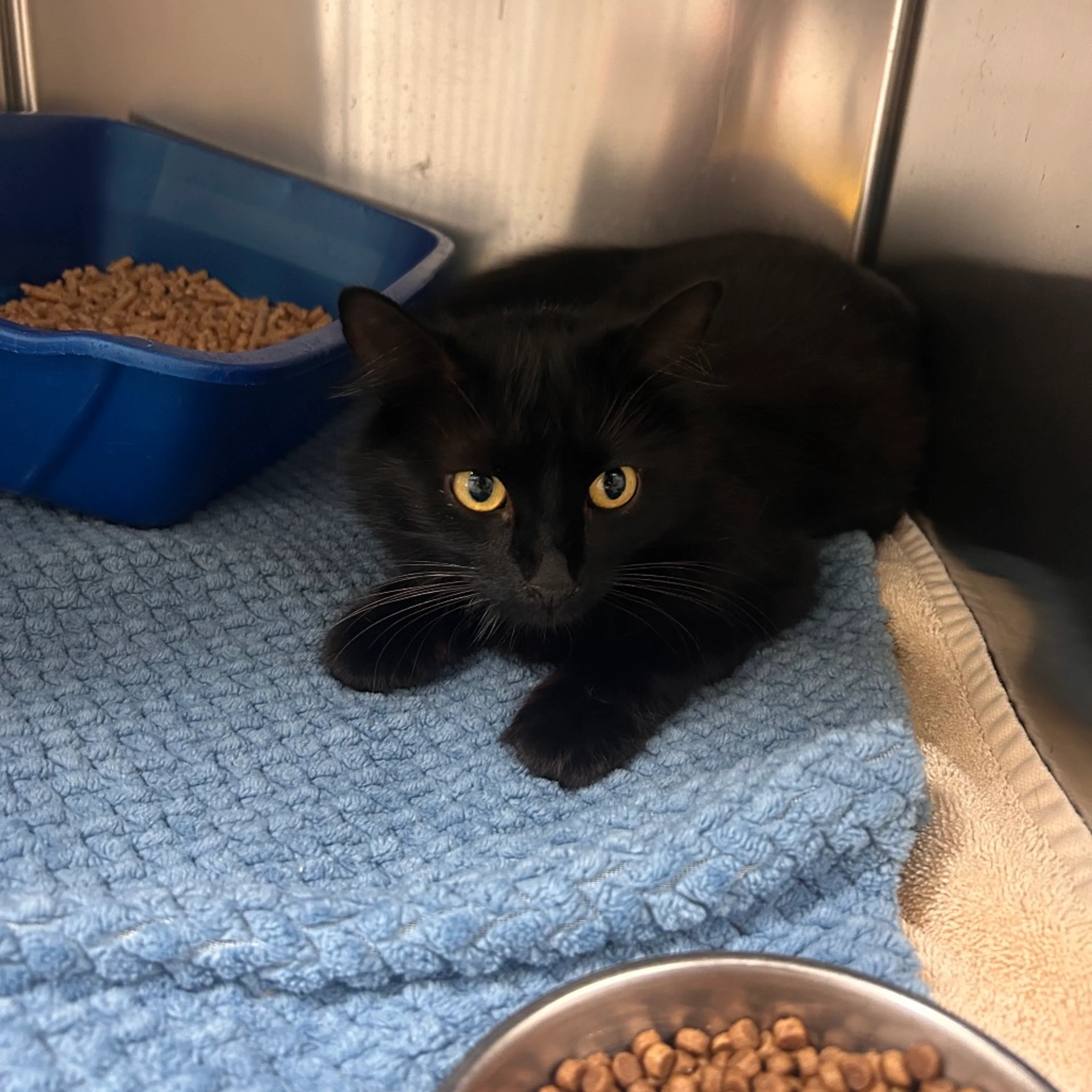 Found pet