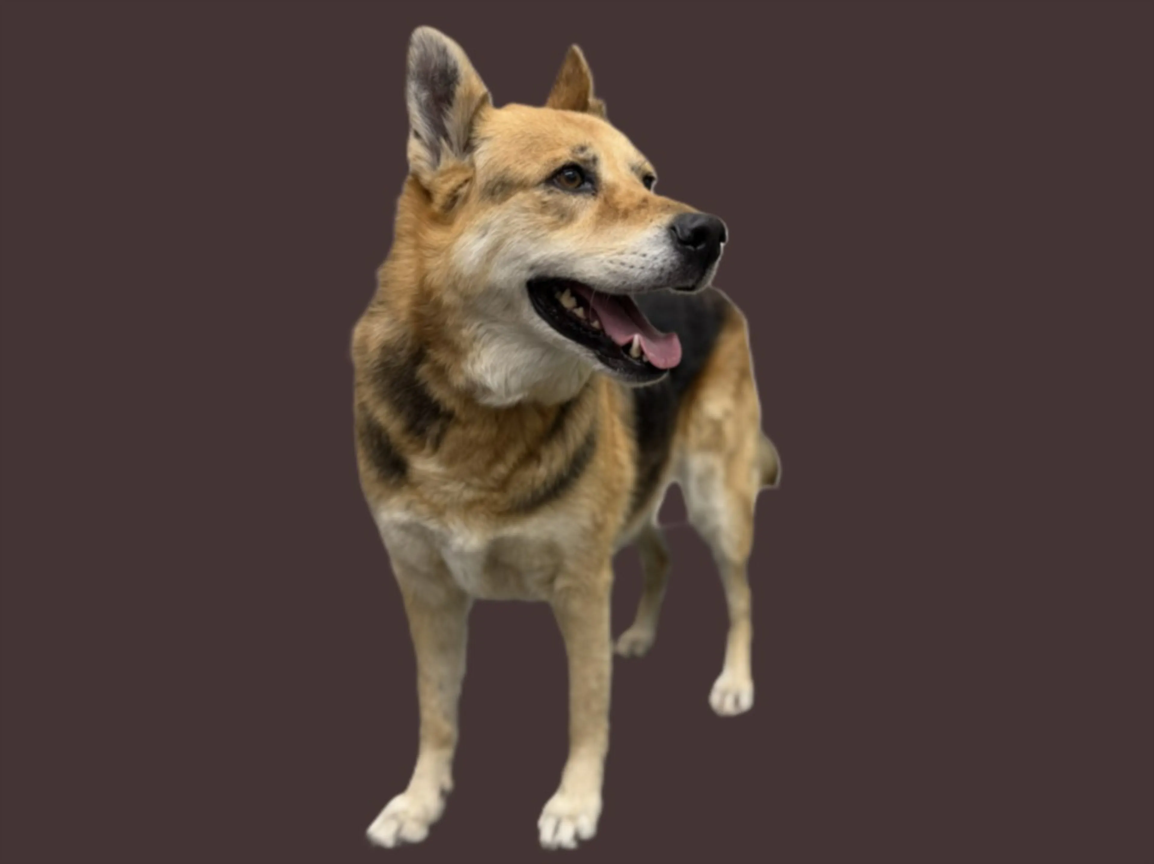 Found pet