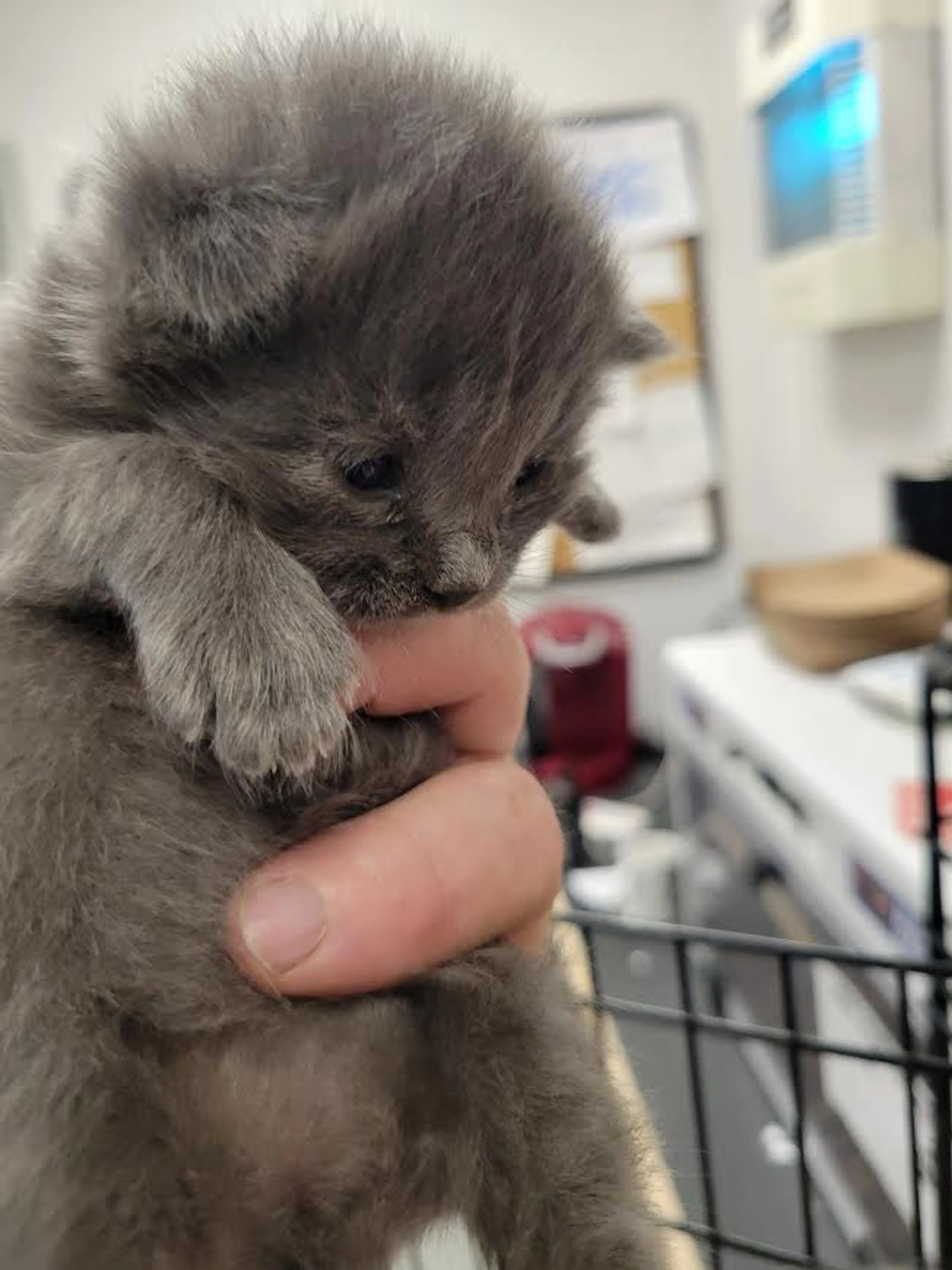 Found pet