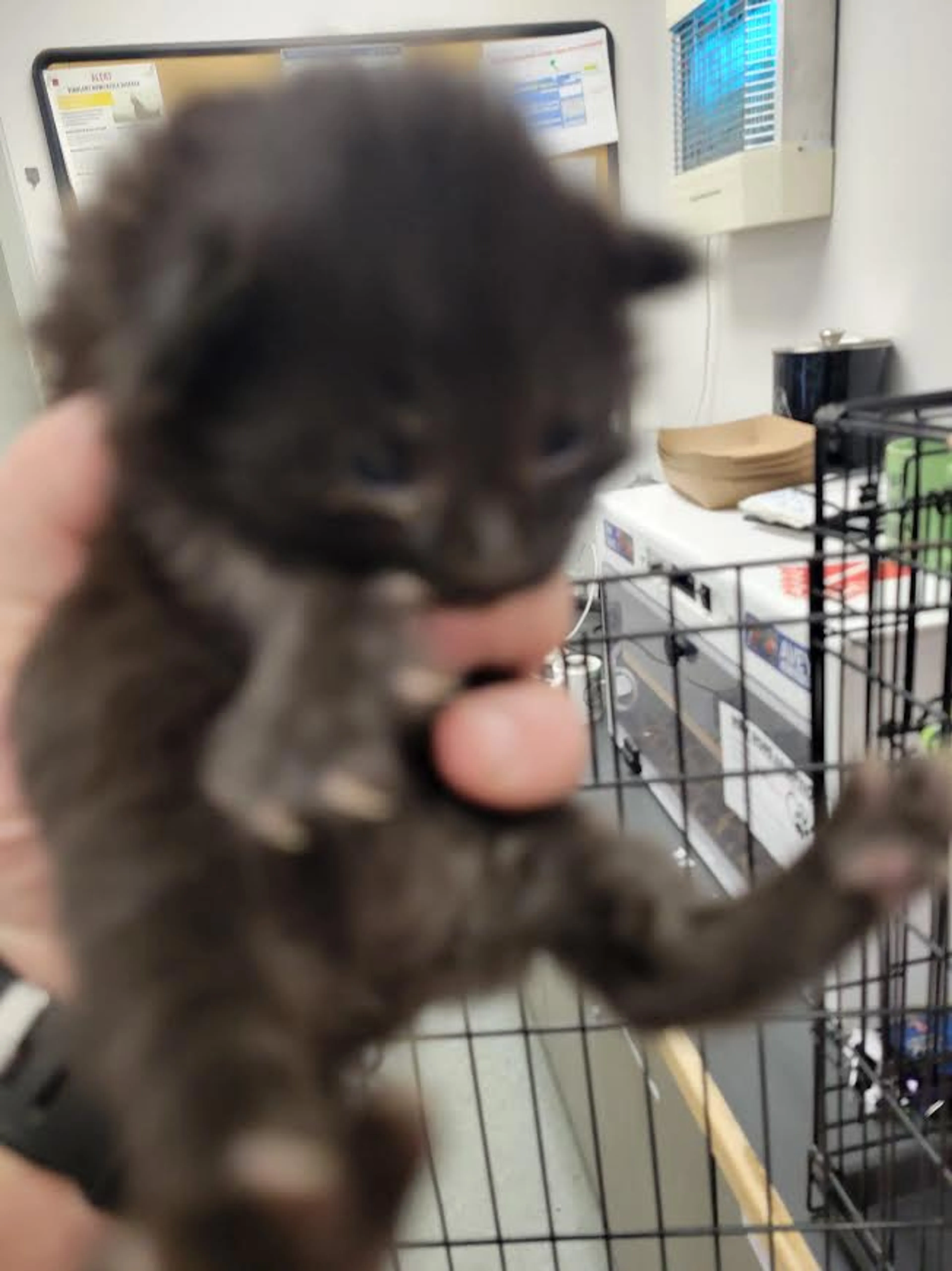 Found pet