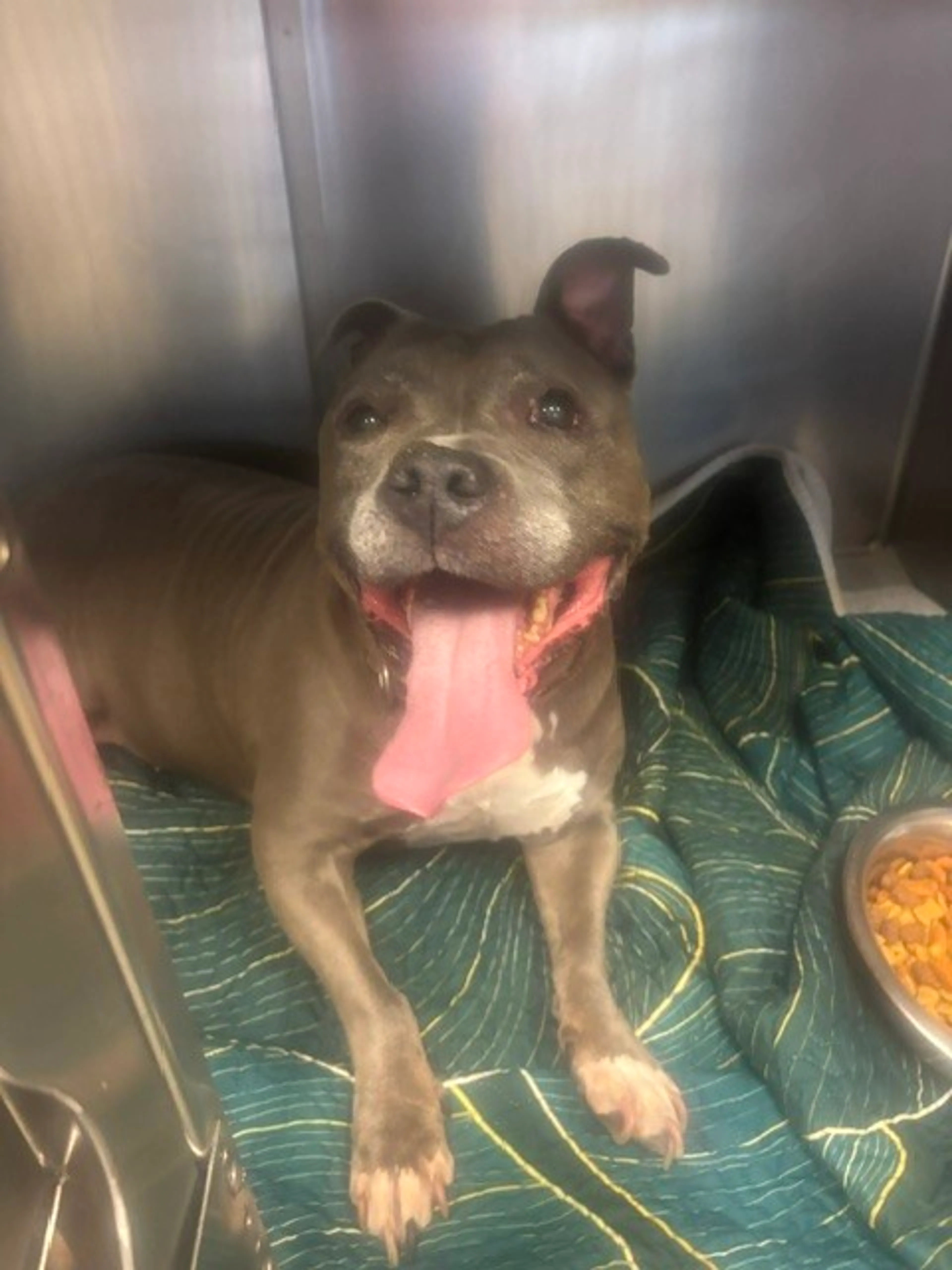 Found pet