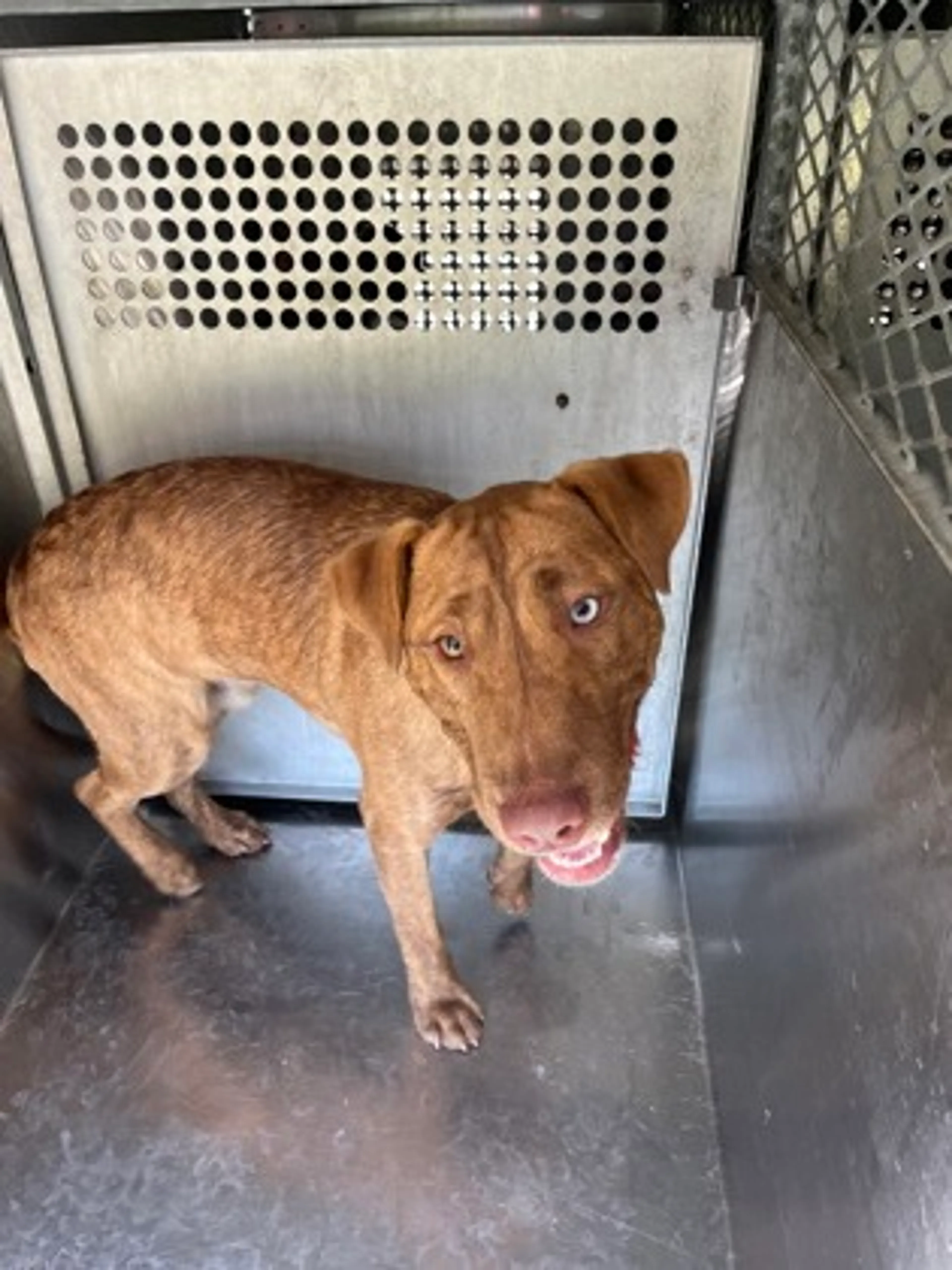 Found pet