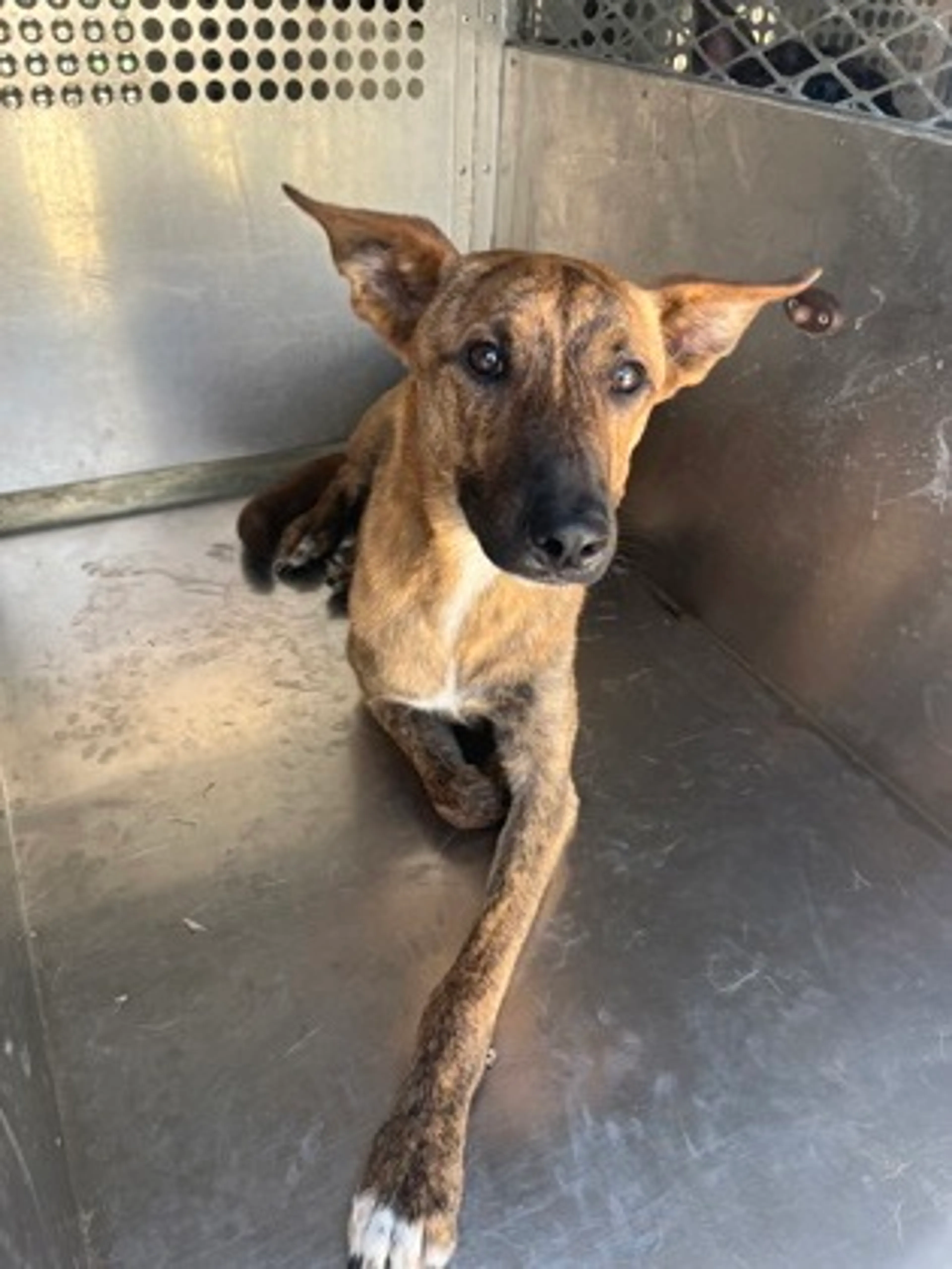 Found pet