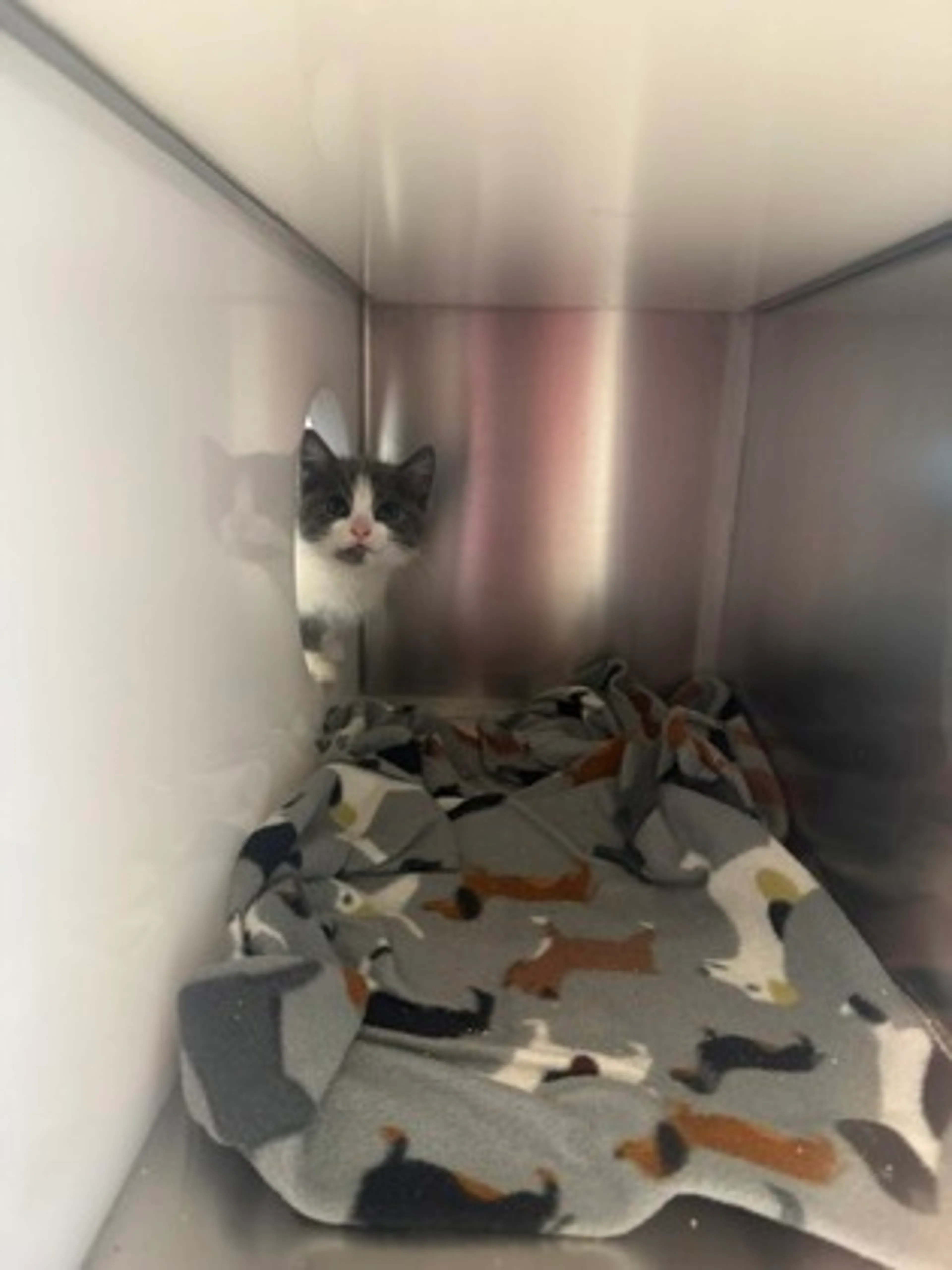 Found pet