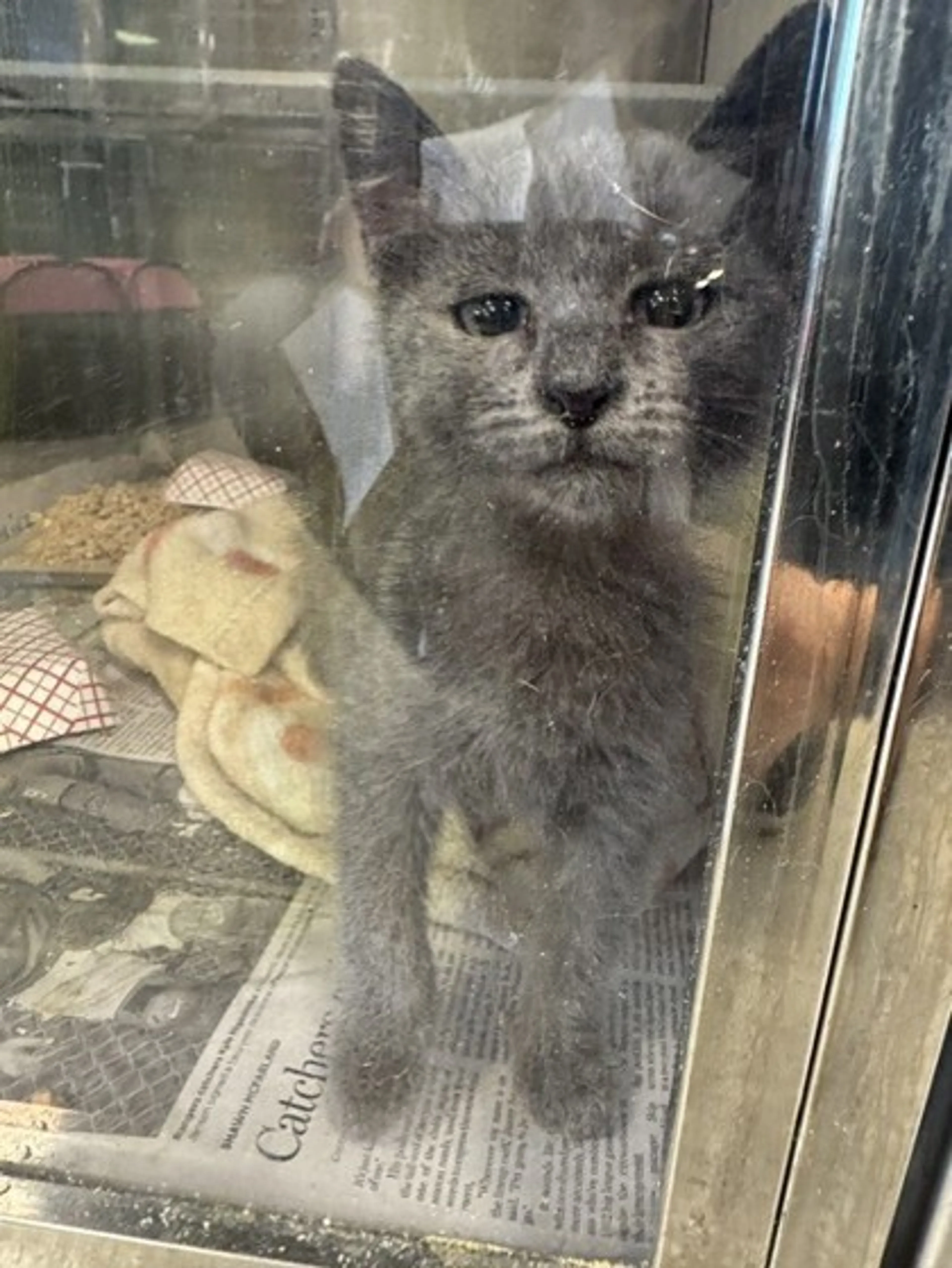 Found pet