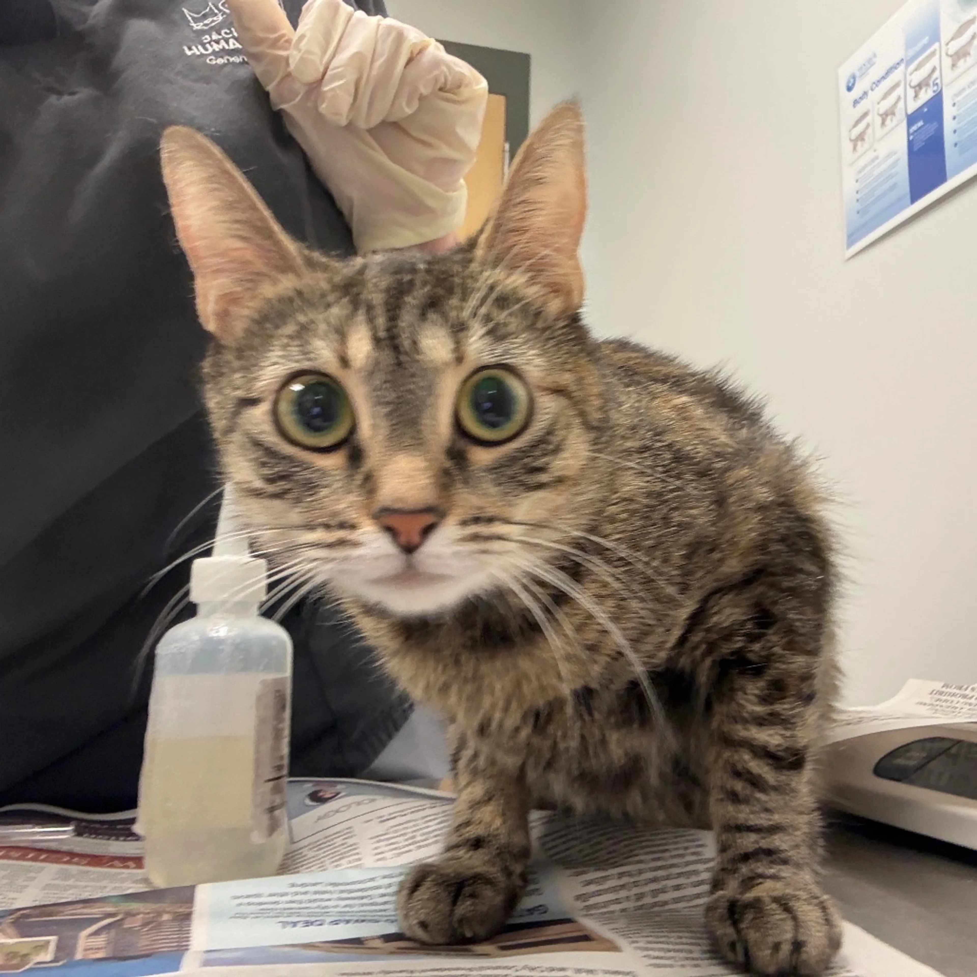 Found pet