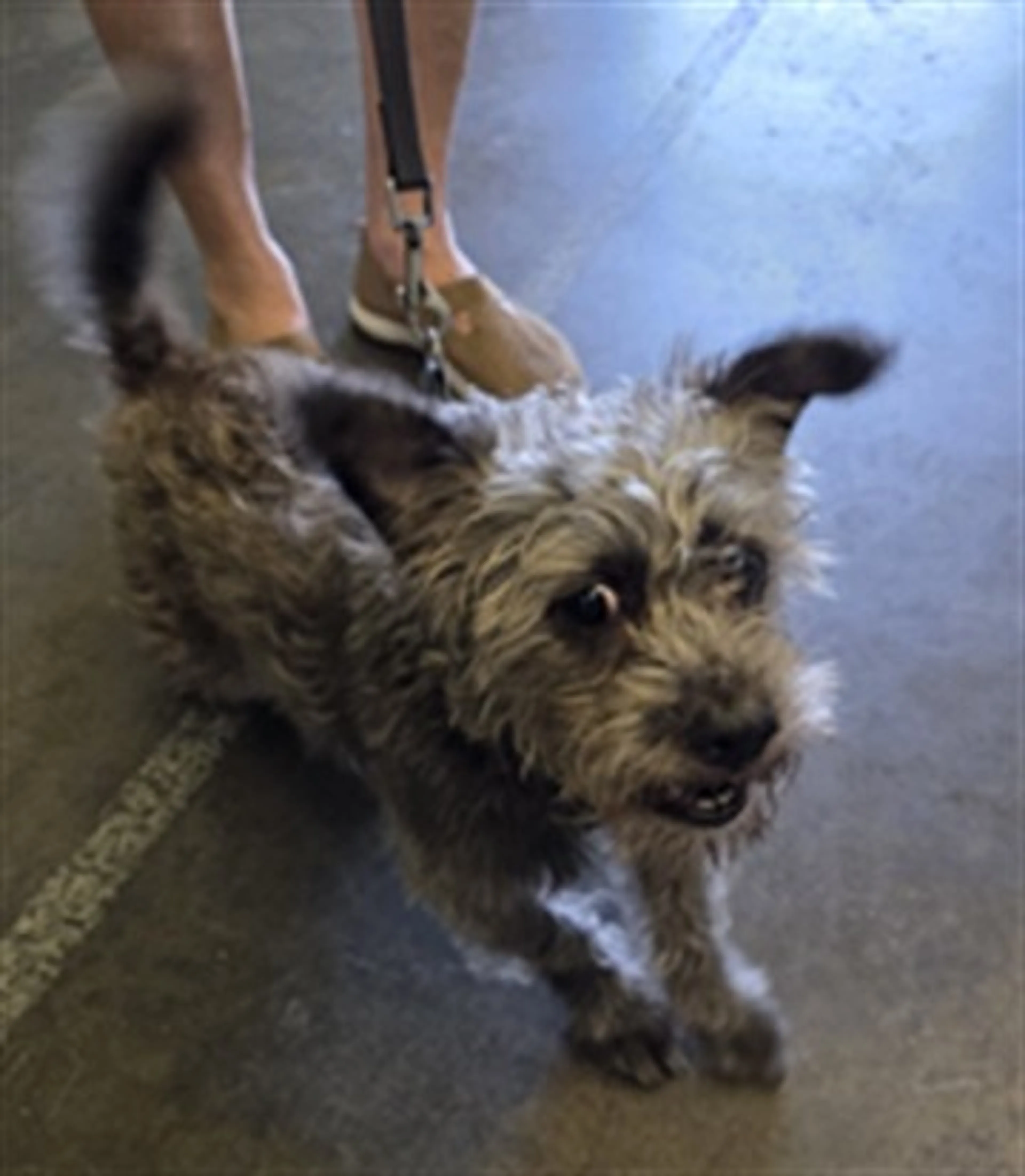 Found pet