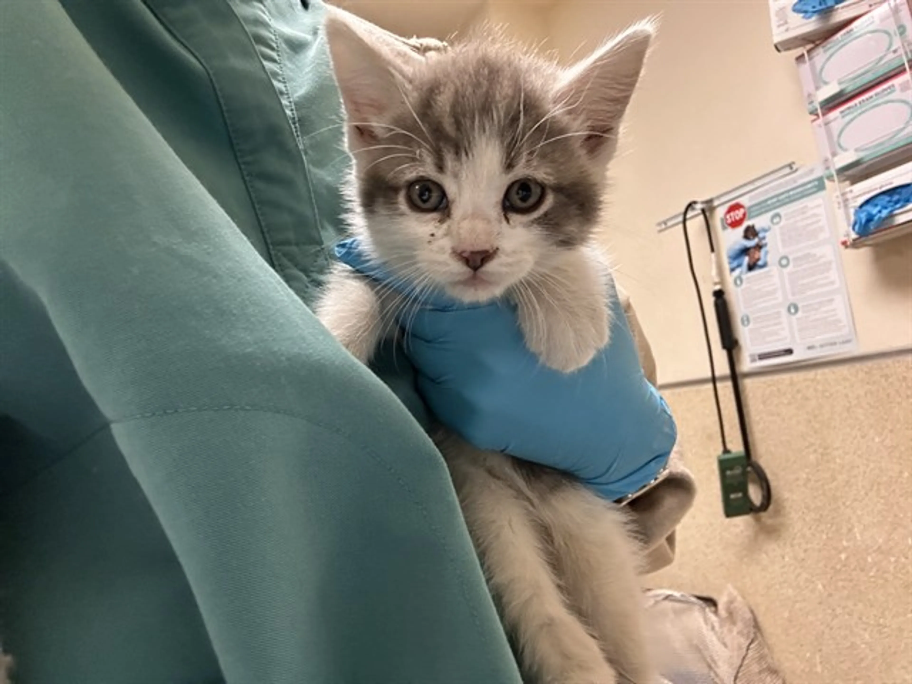 Found pet