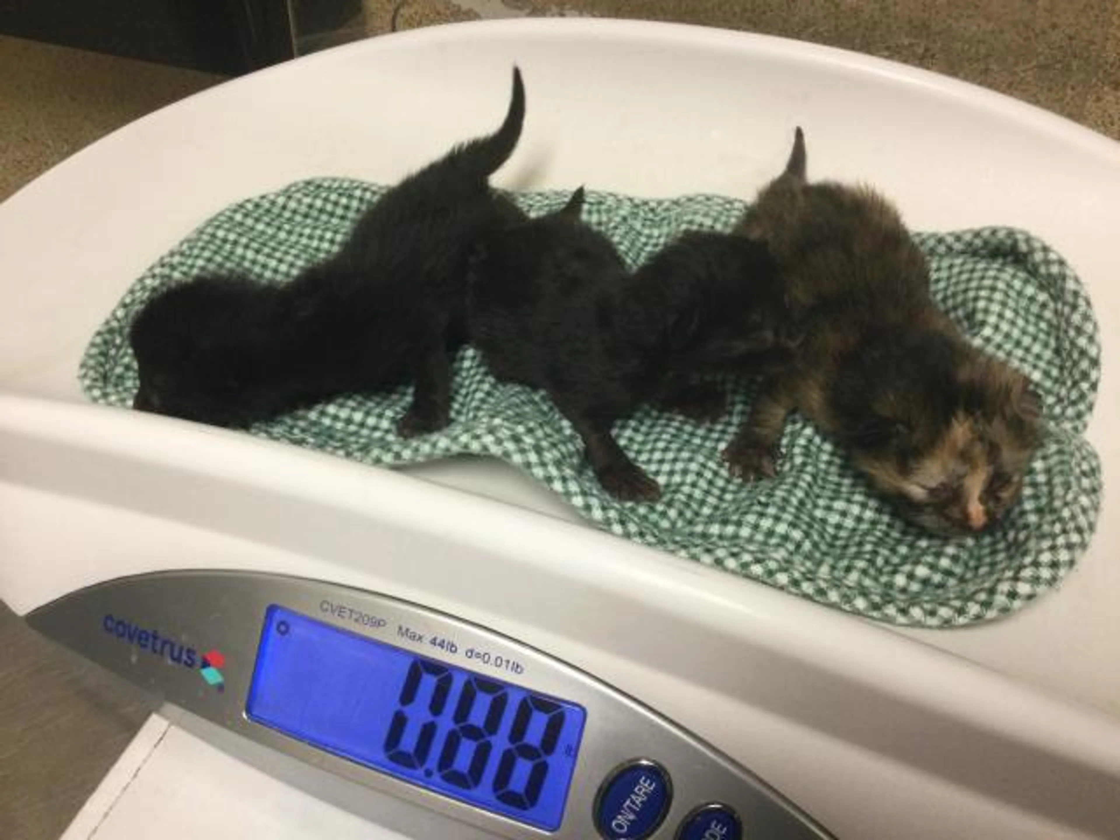 Found pet