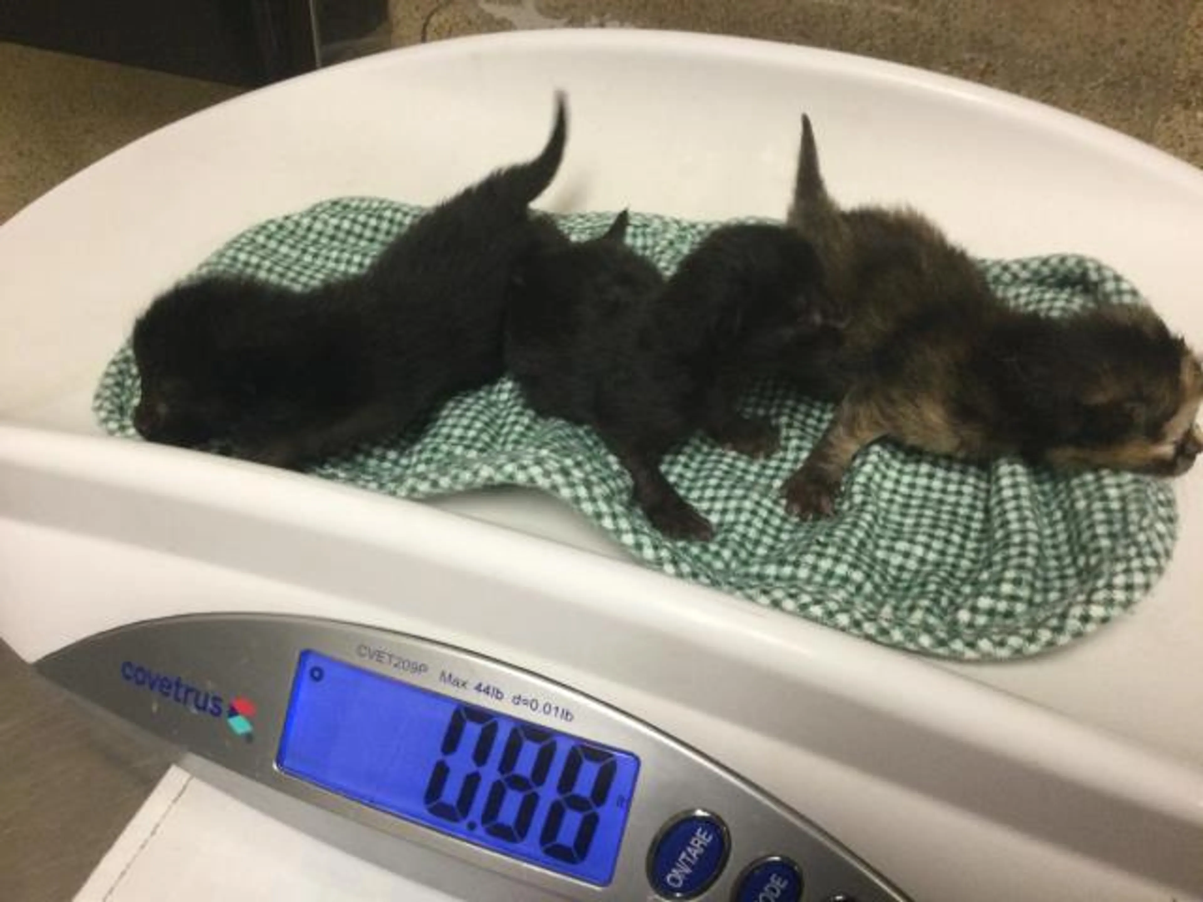 Found pet