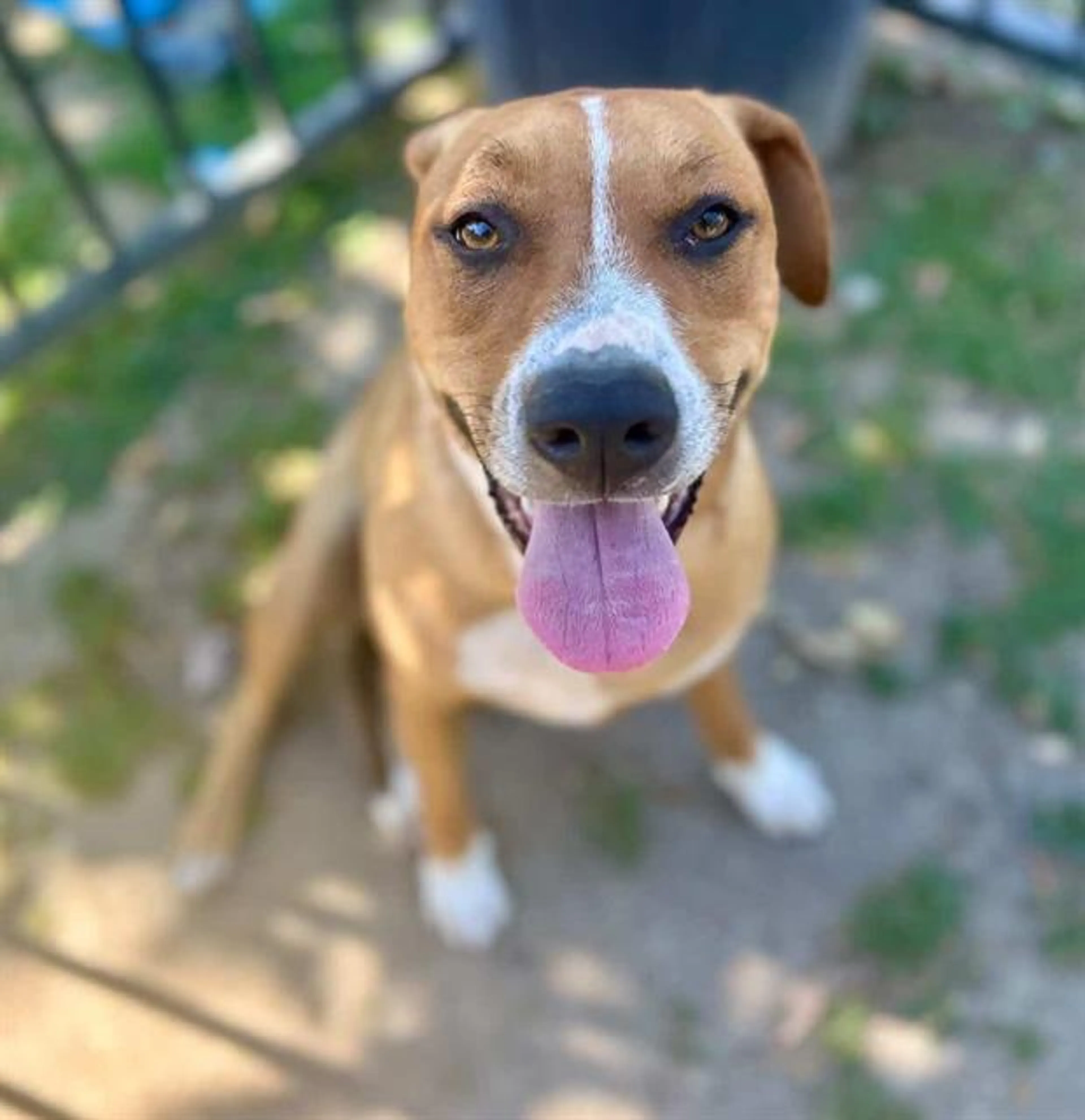 Found pet