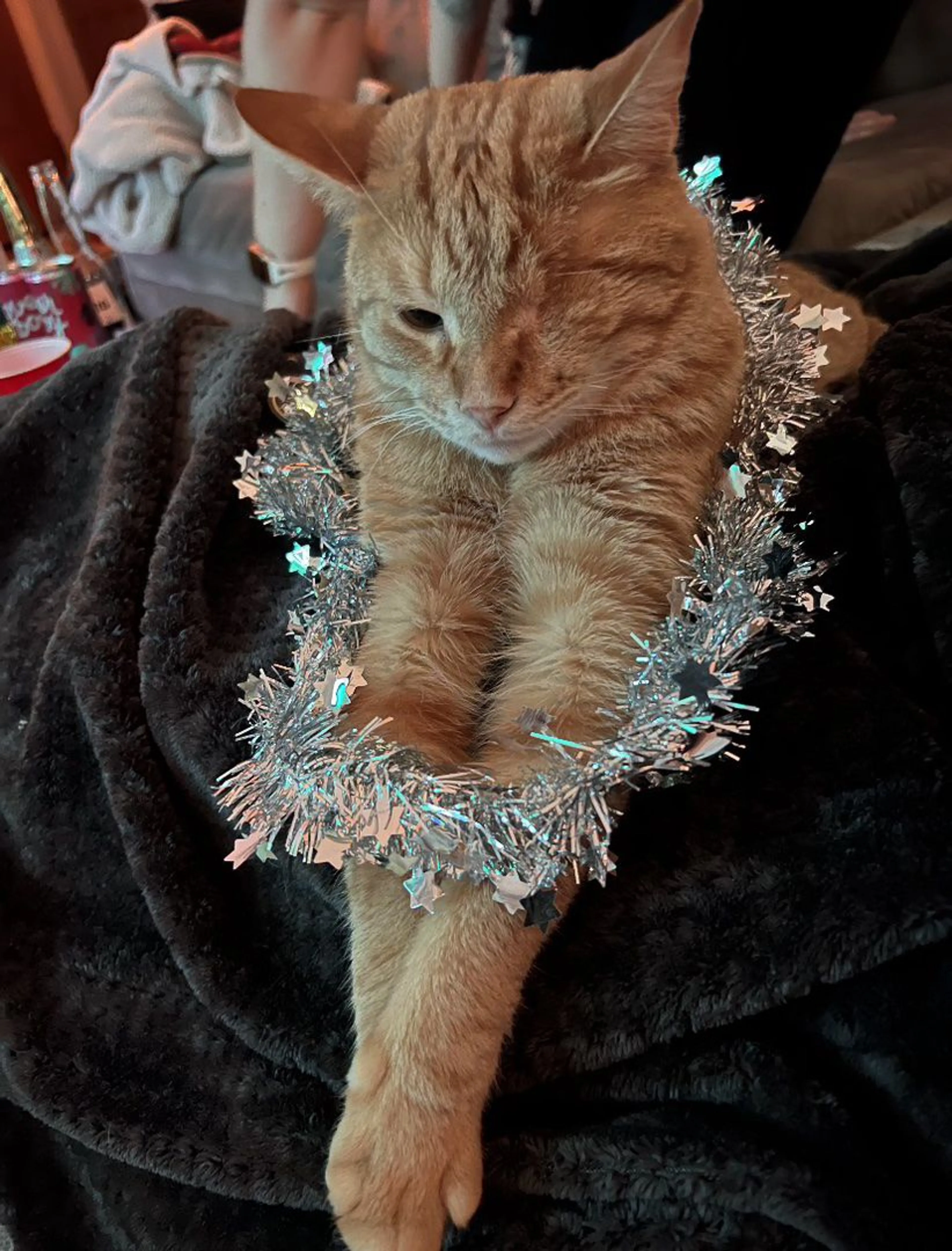 Lost pet-3