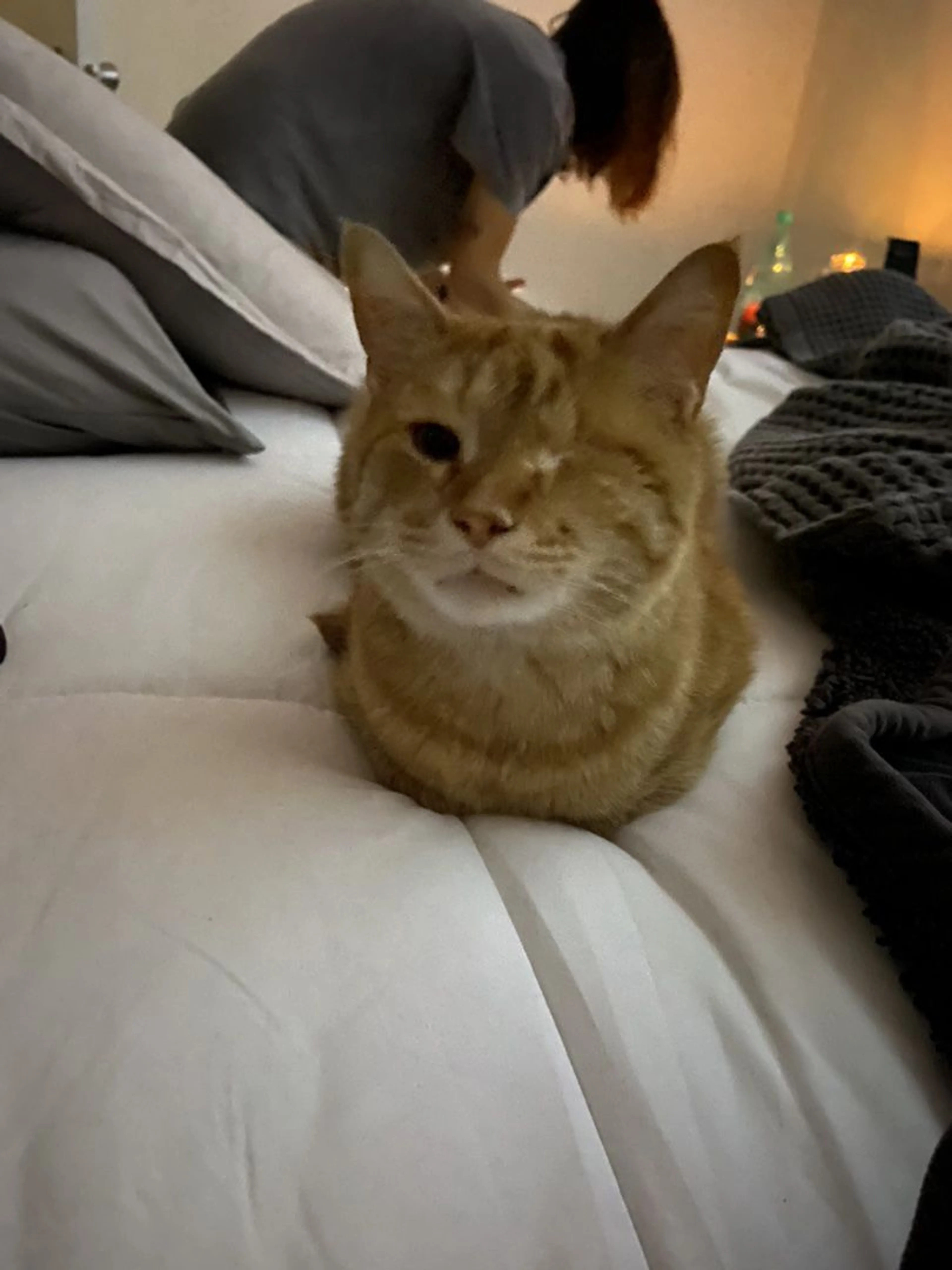 Lost pet-0