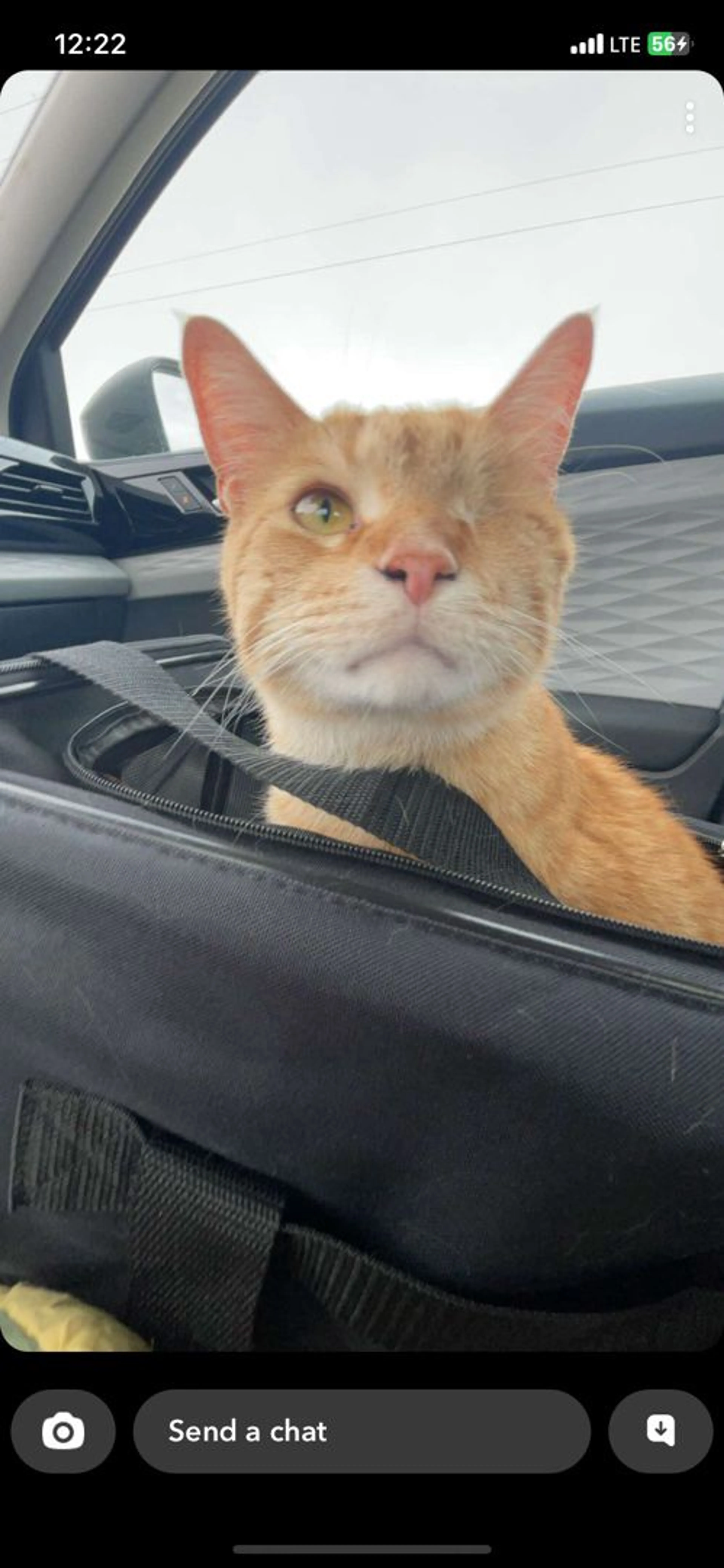 Lost pet-1