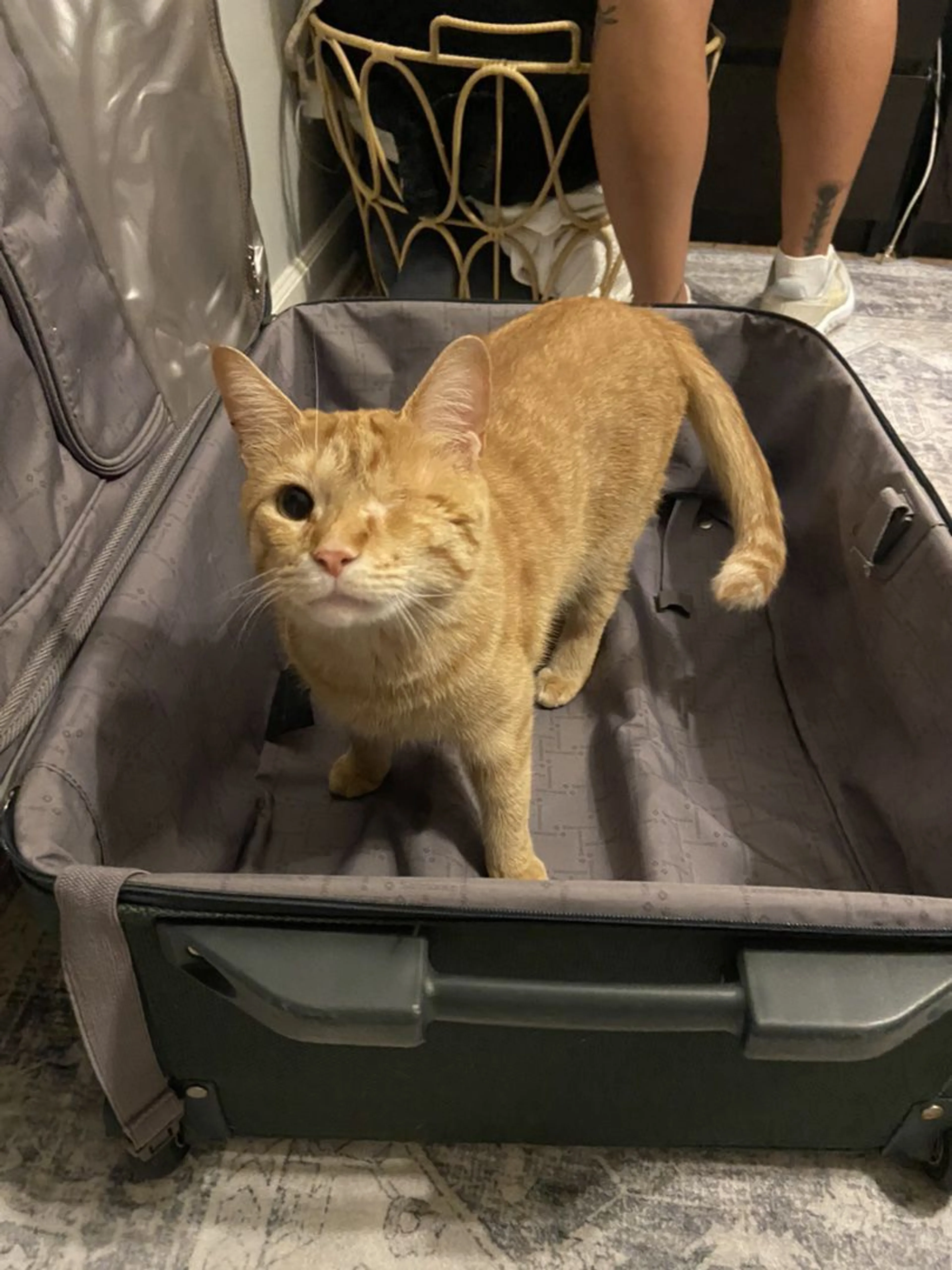 Lost pet-2