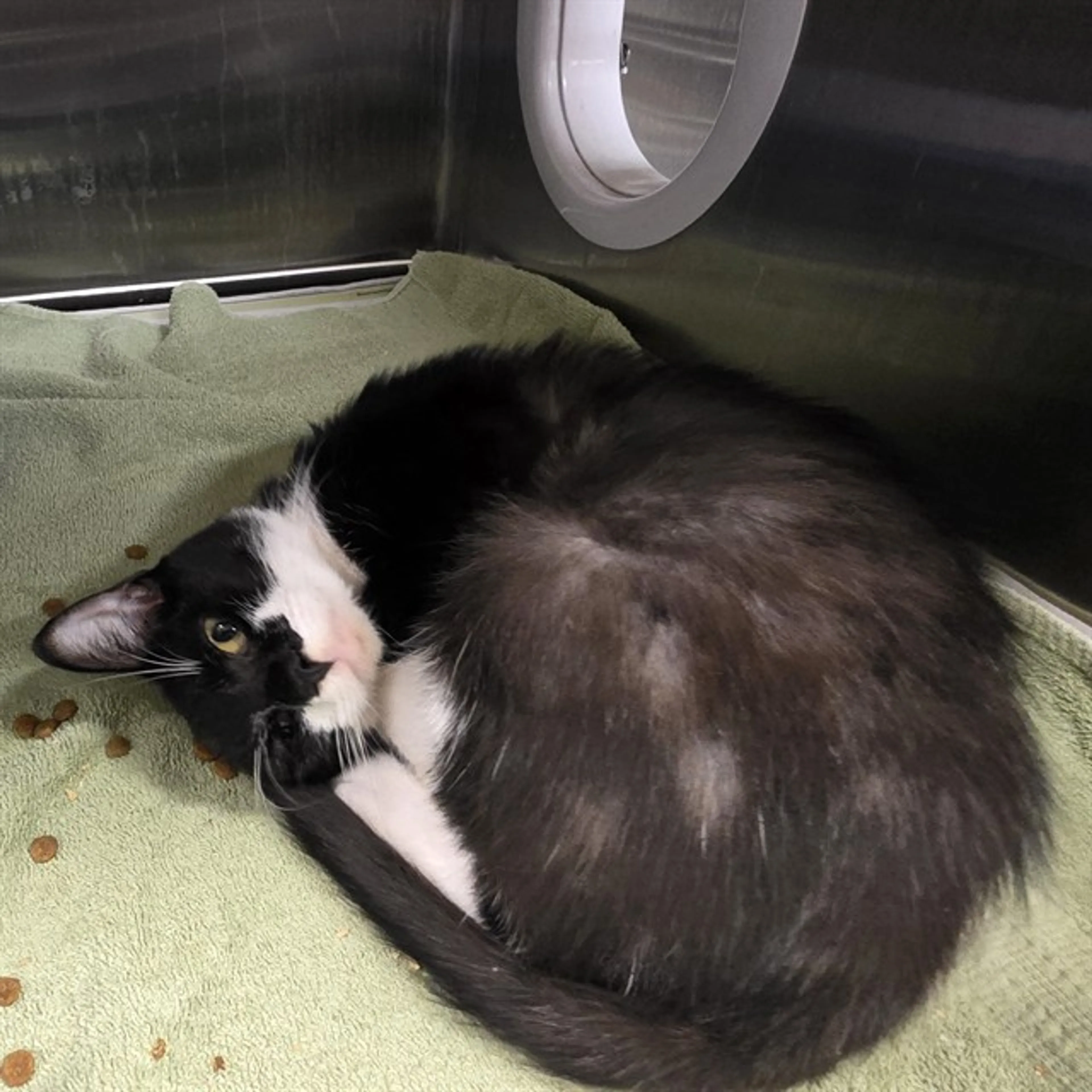 Found pet
