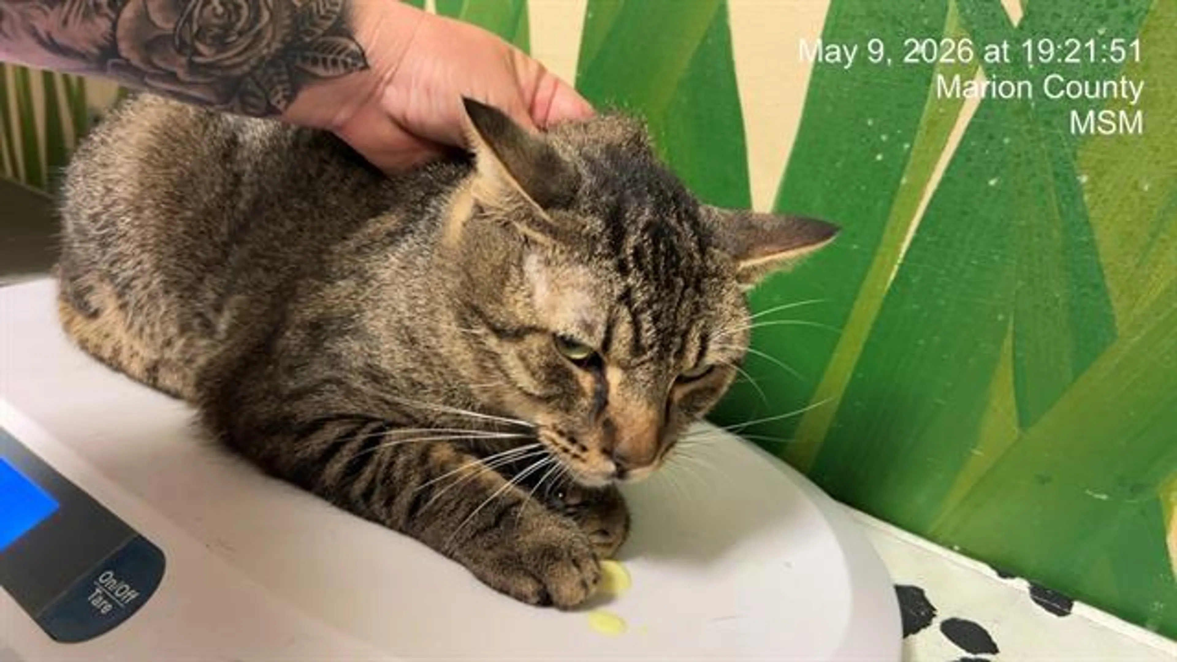 Found pet
