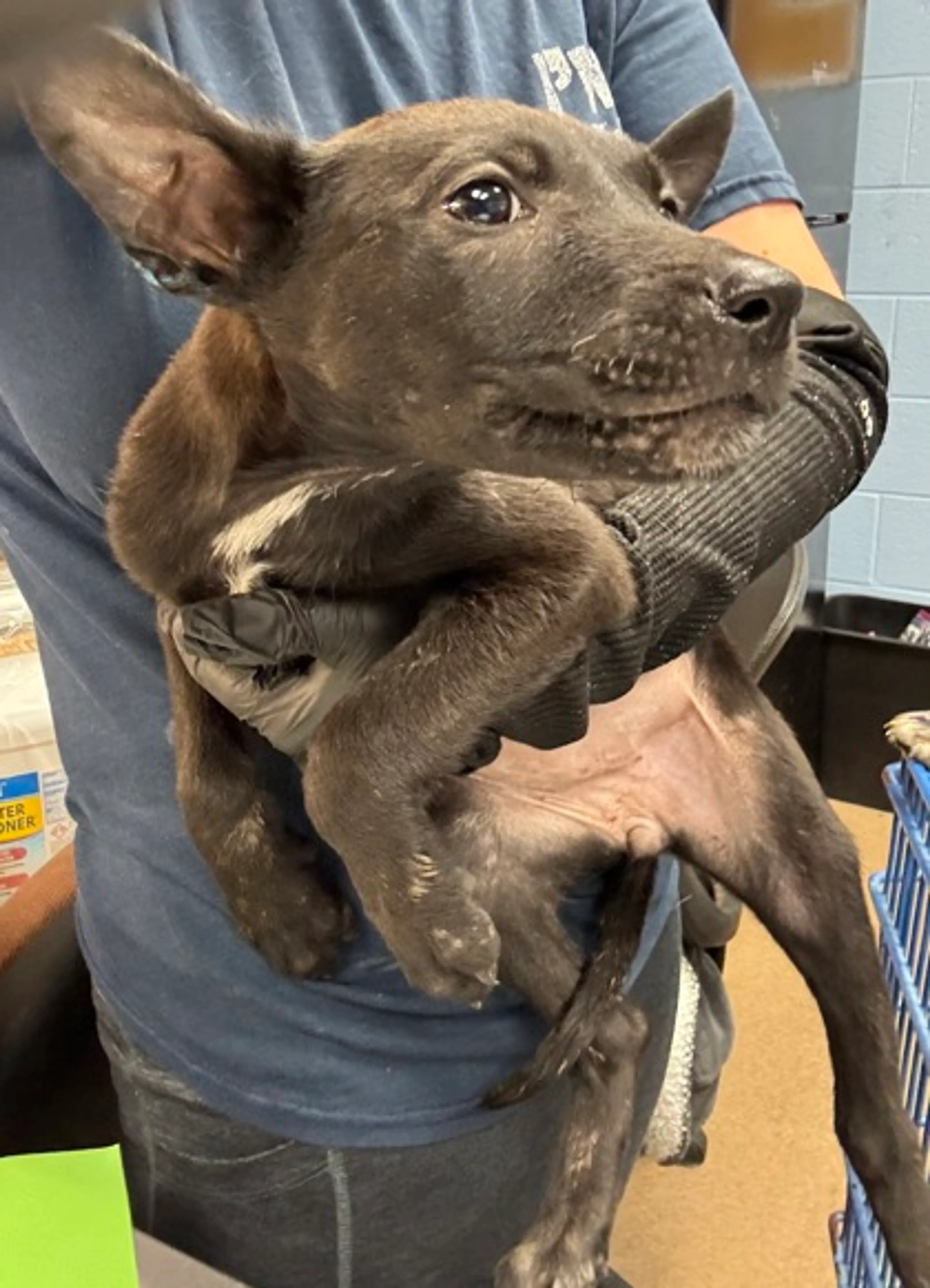 Found pet