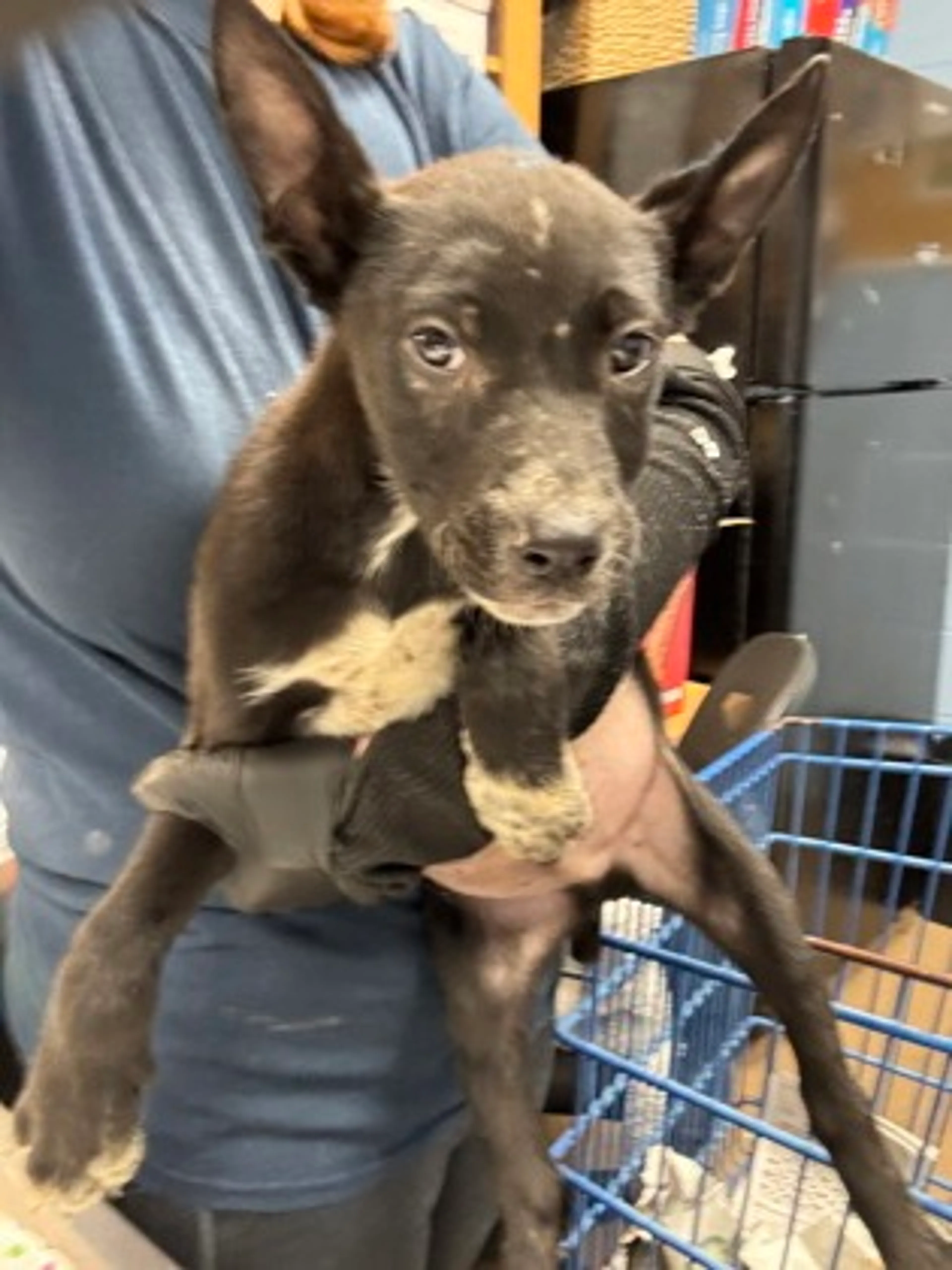 Found pet