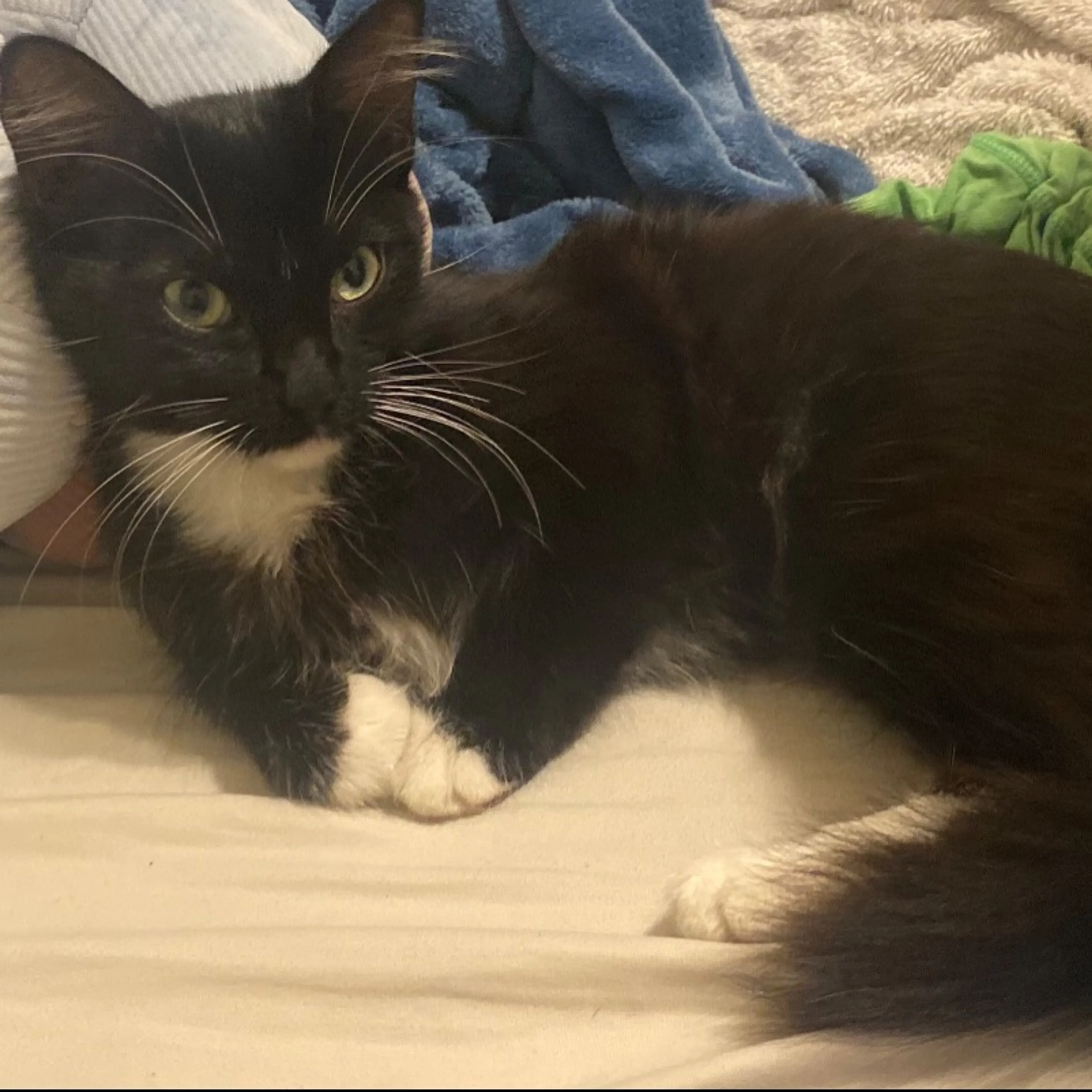 Found pet