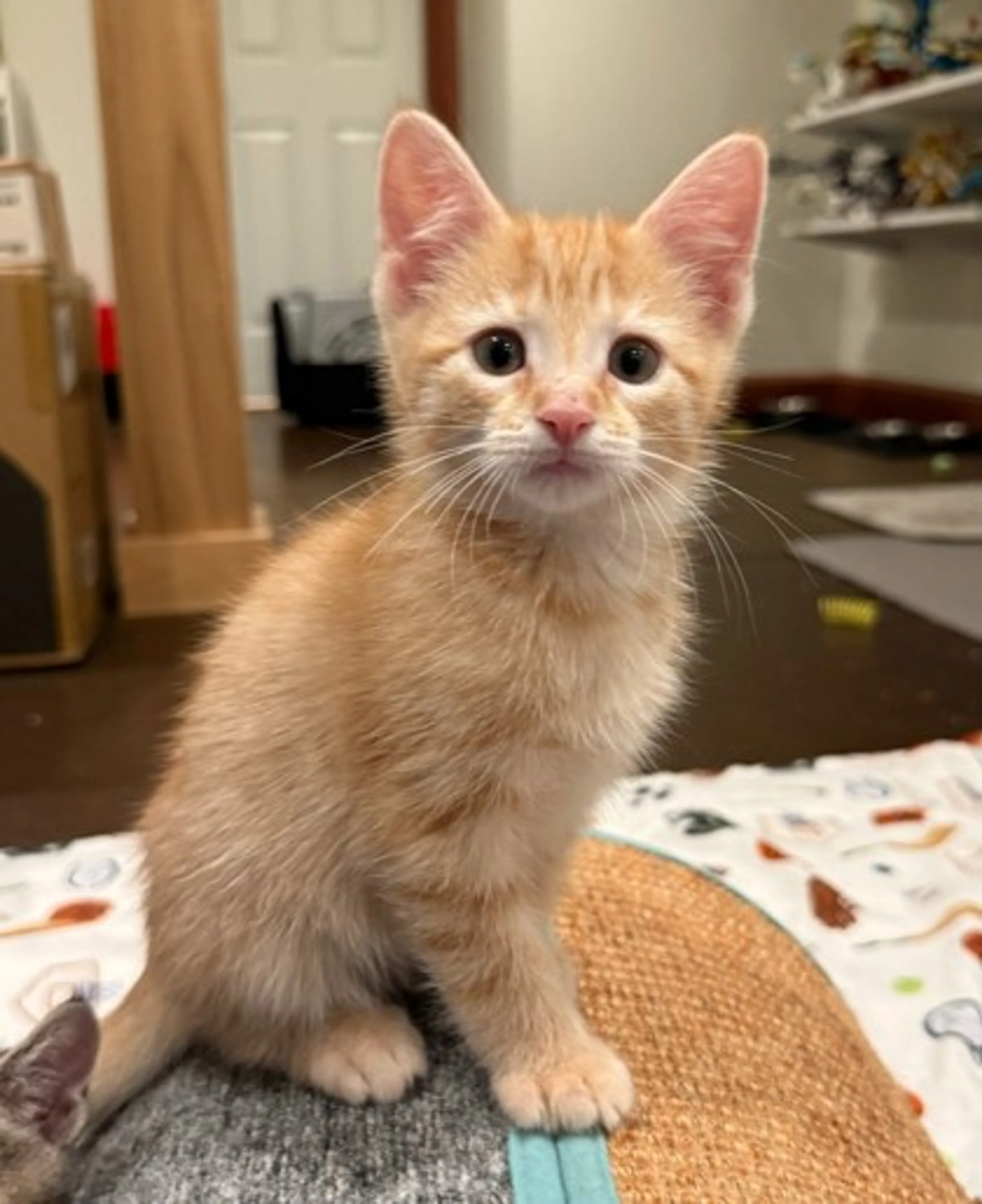 Found pet