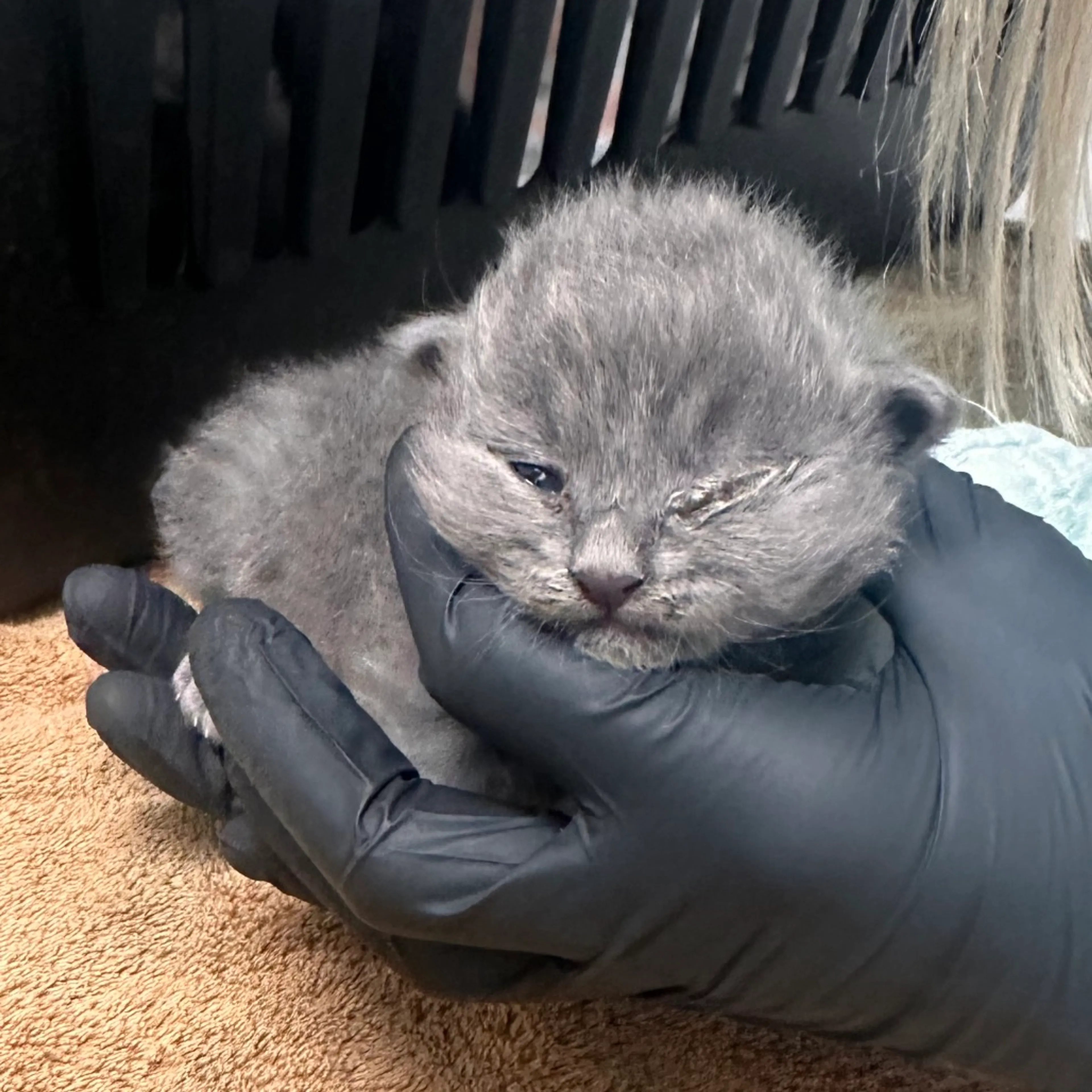 Found pet