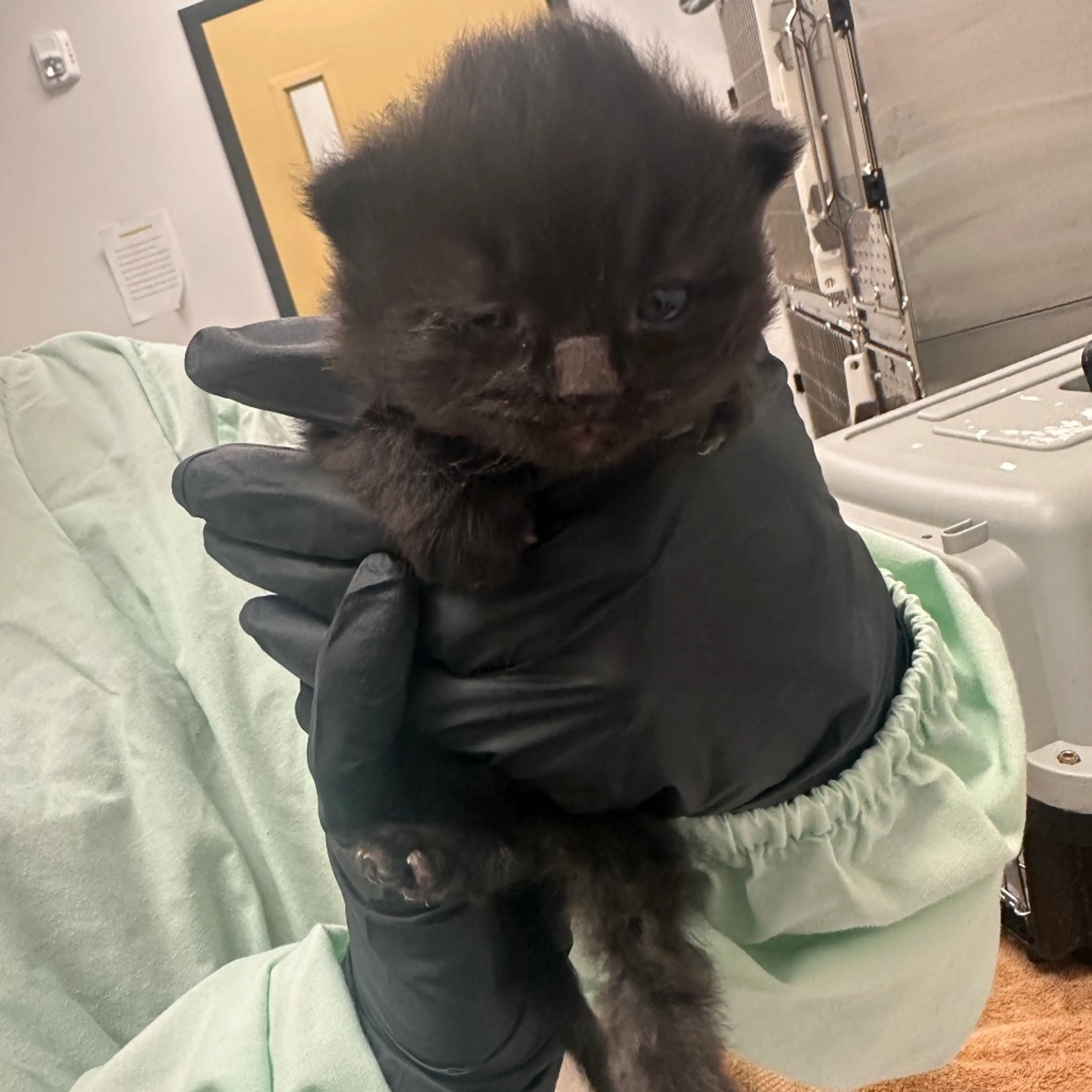 Found pet