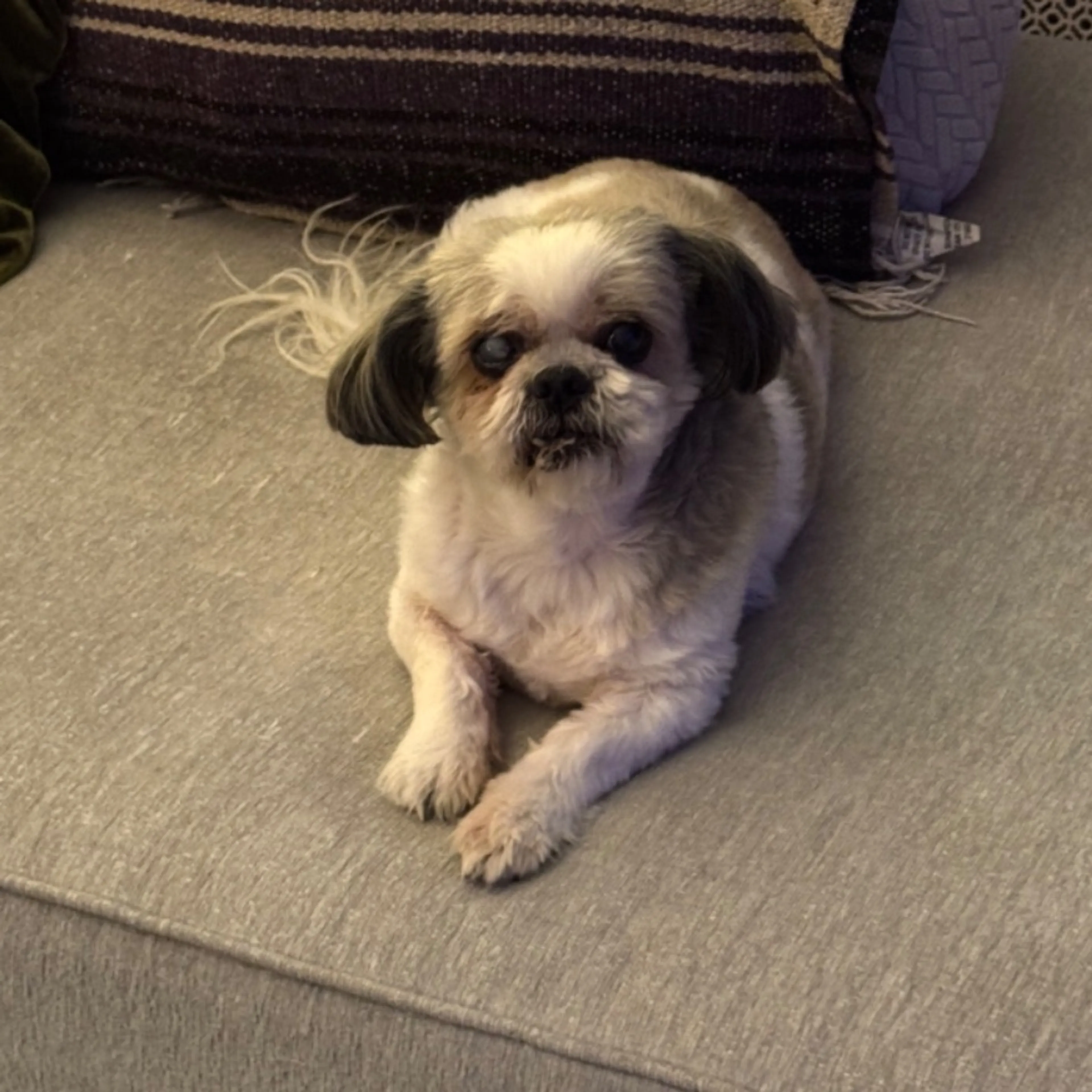 Lost pet