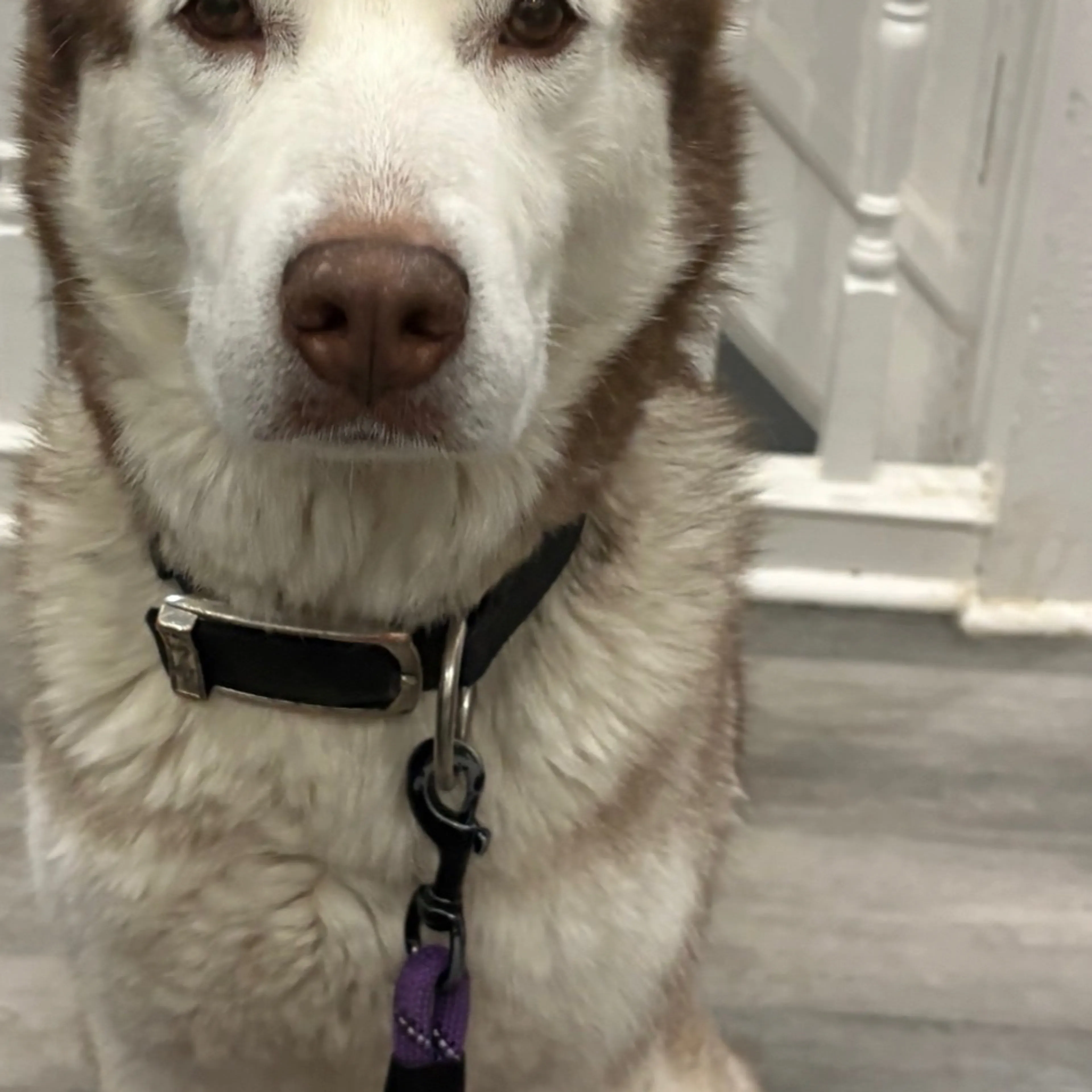 Lost pet-1