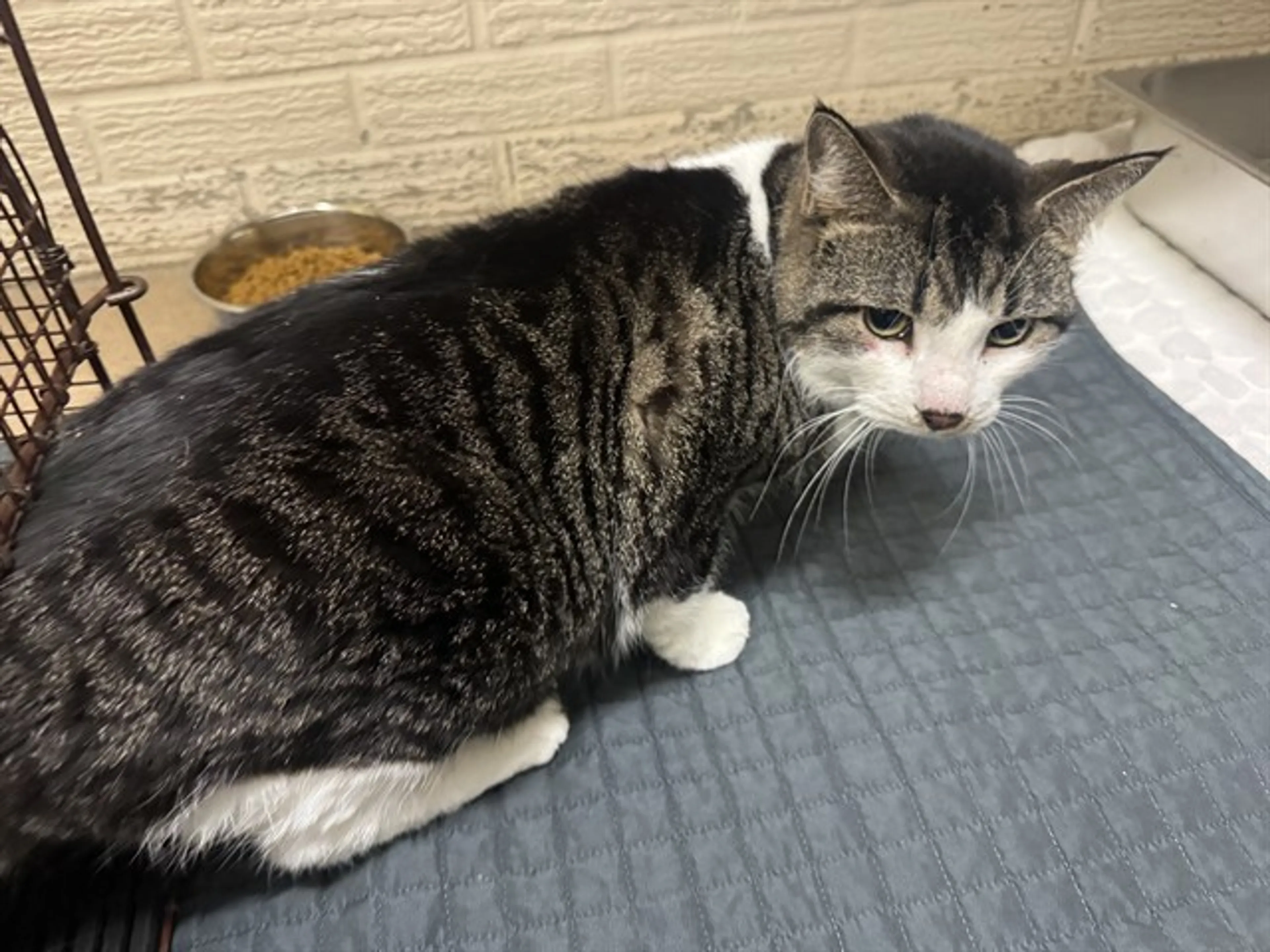 Found pet