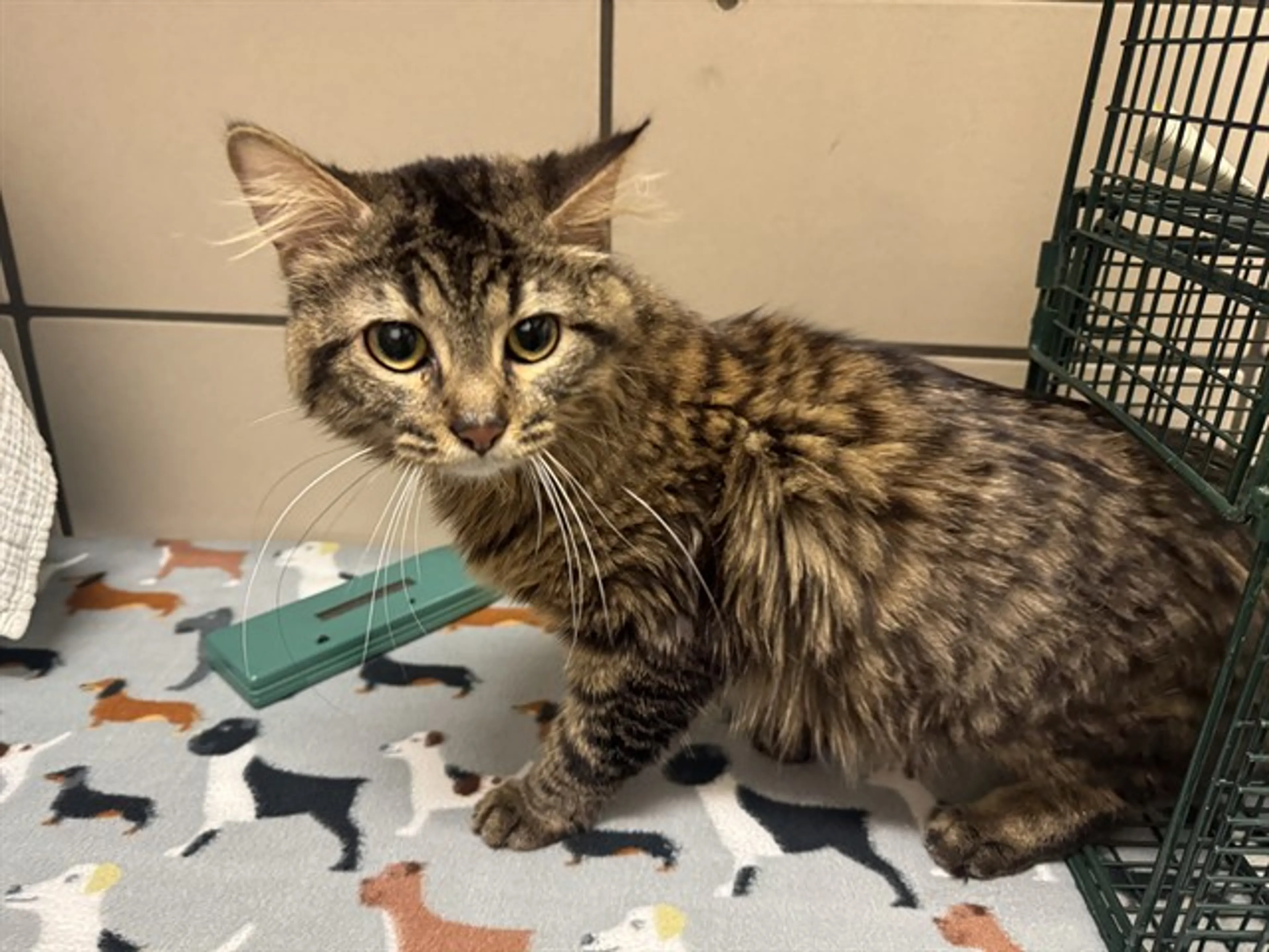 Found pet