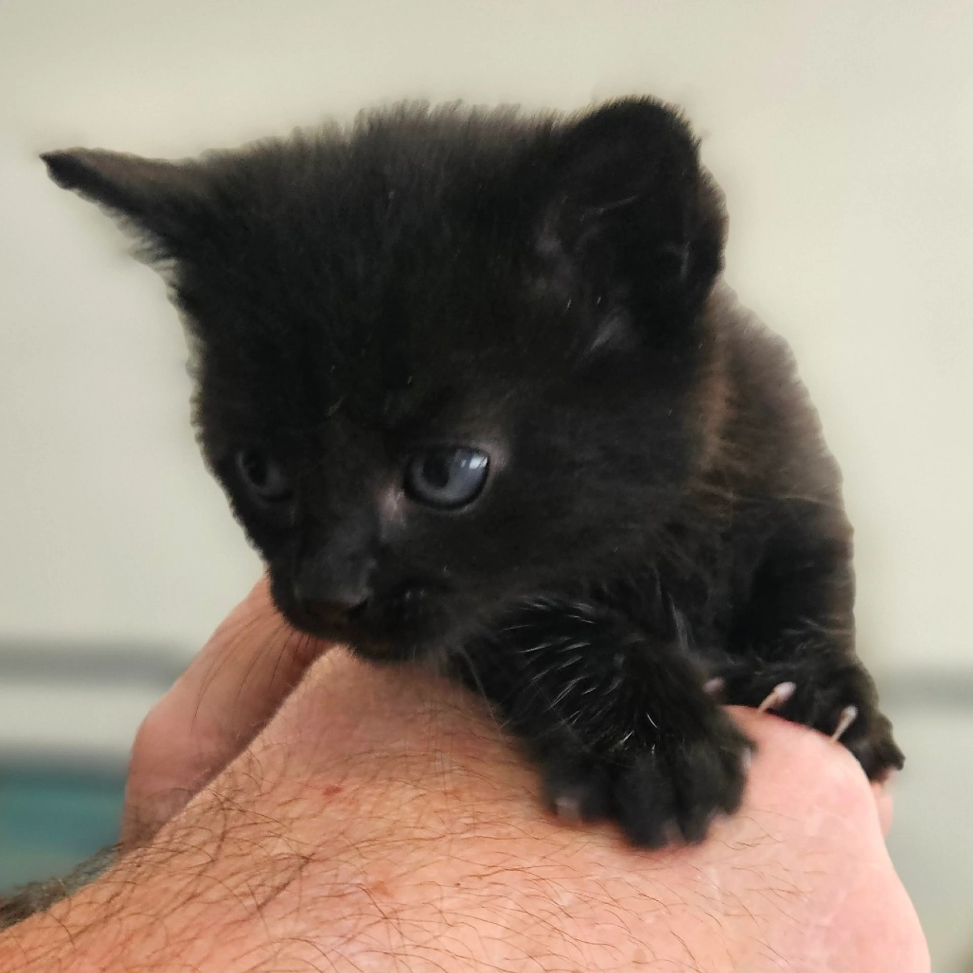 Found pet-1