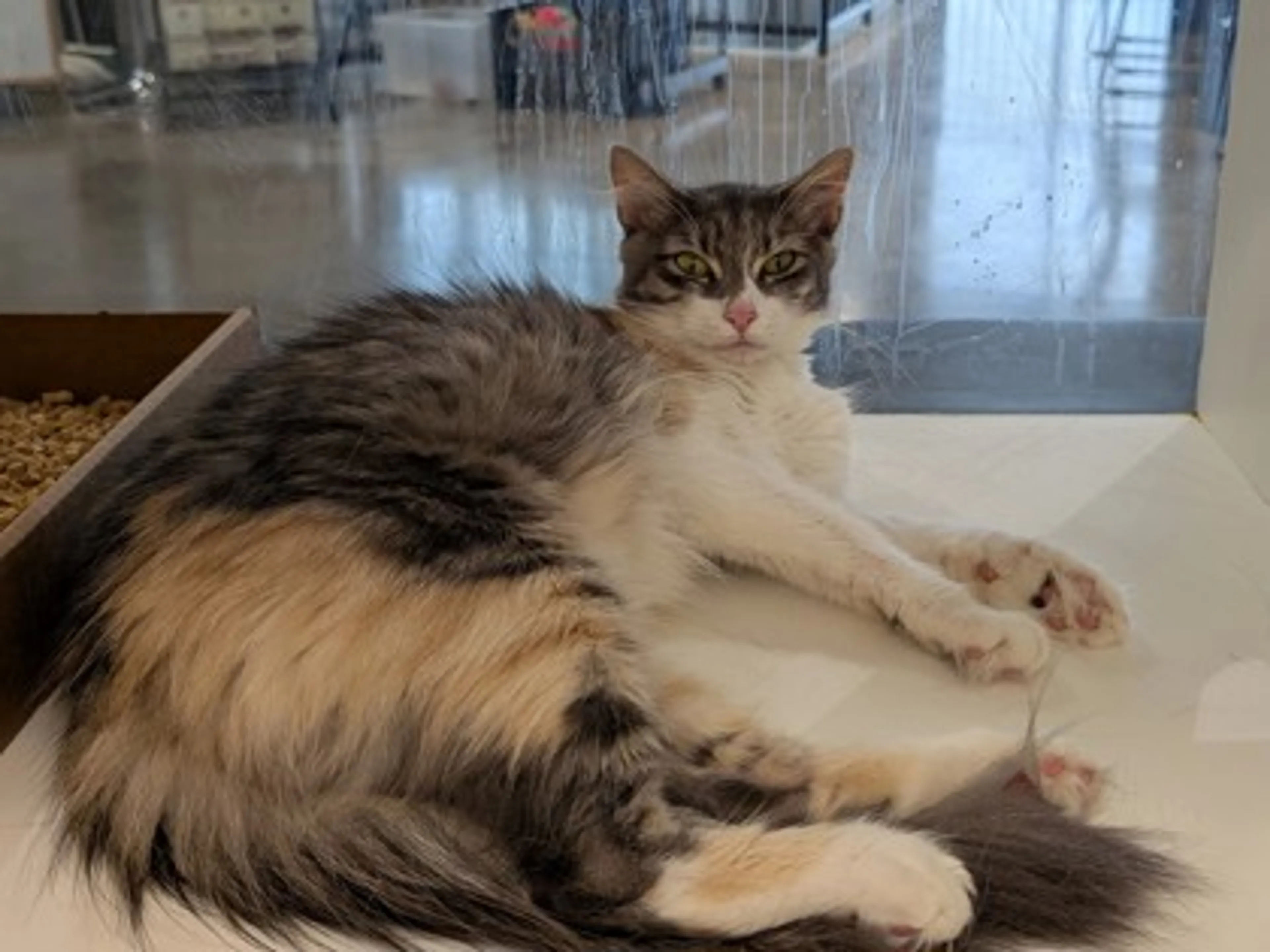 Found pet-1