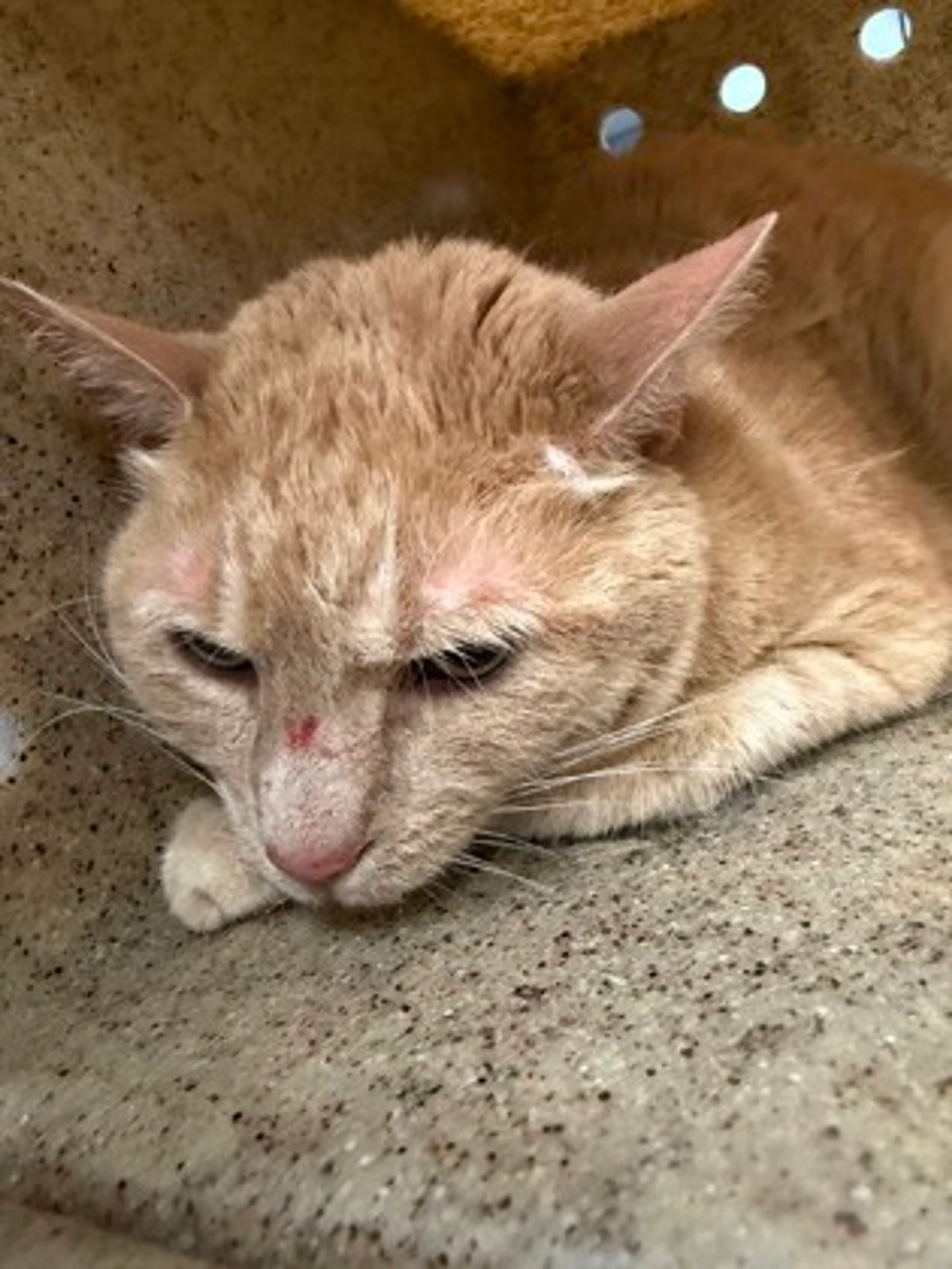 Found pet