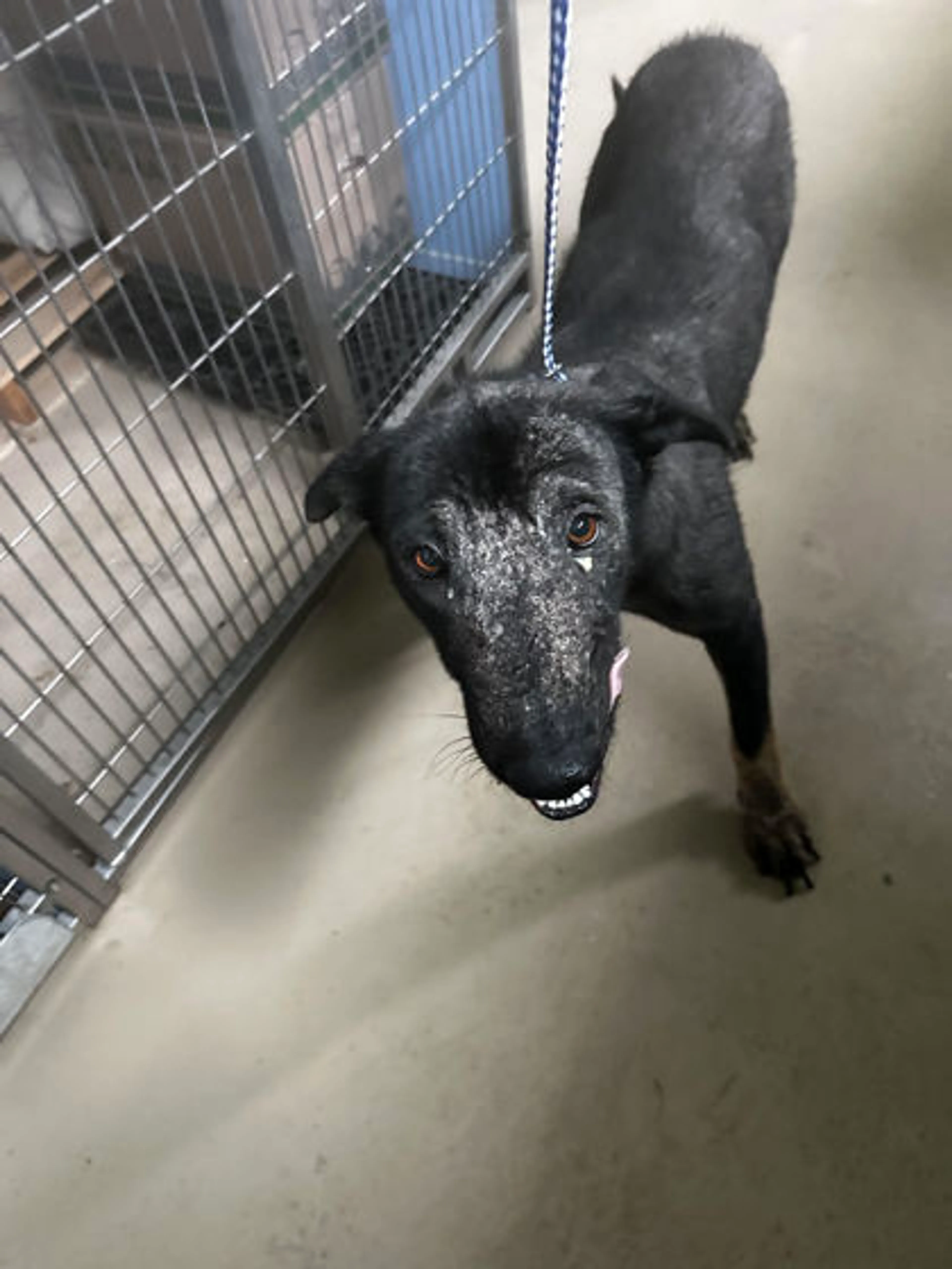 Found pet-1