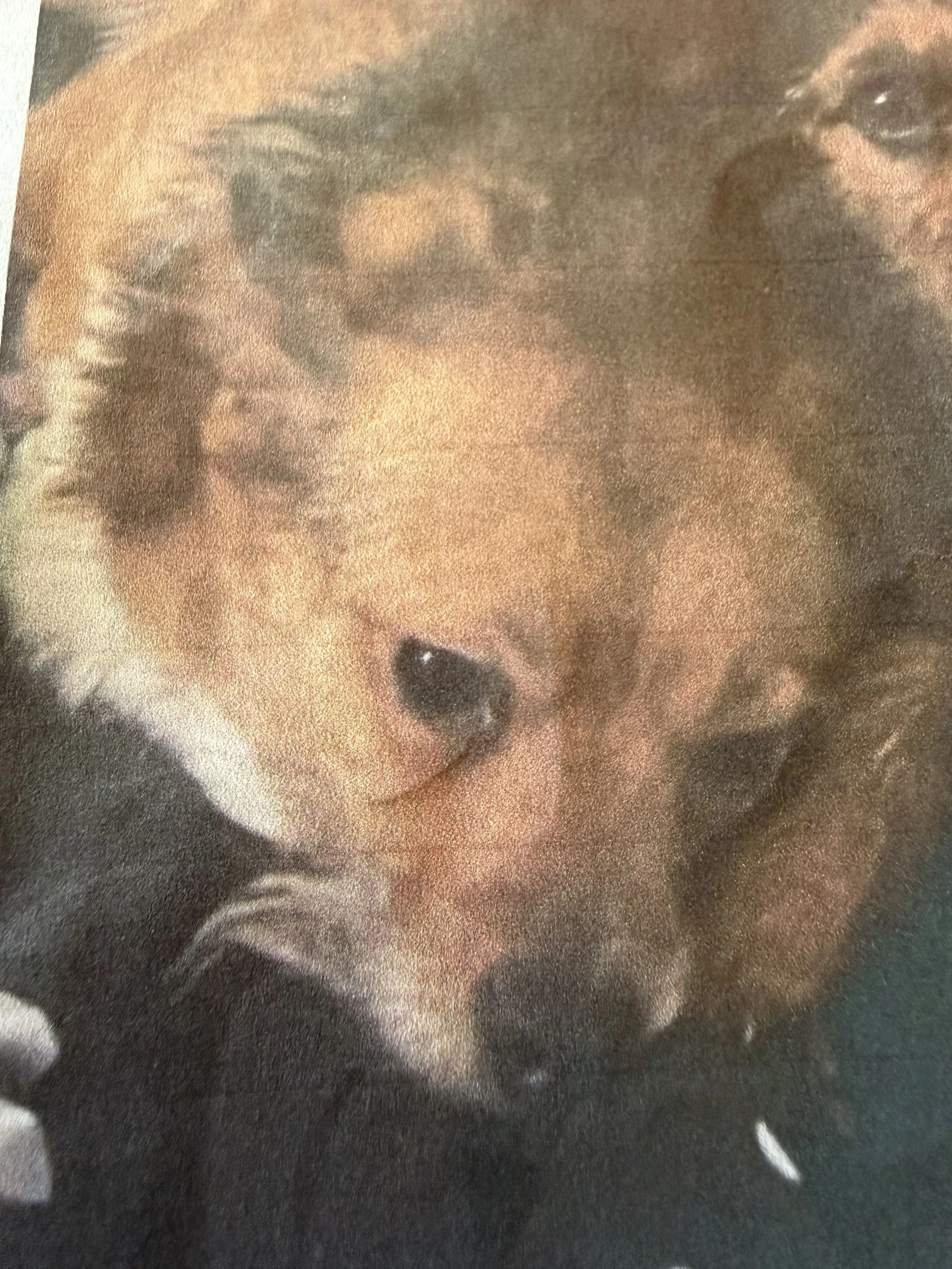 Lost pet