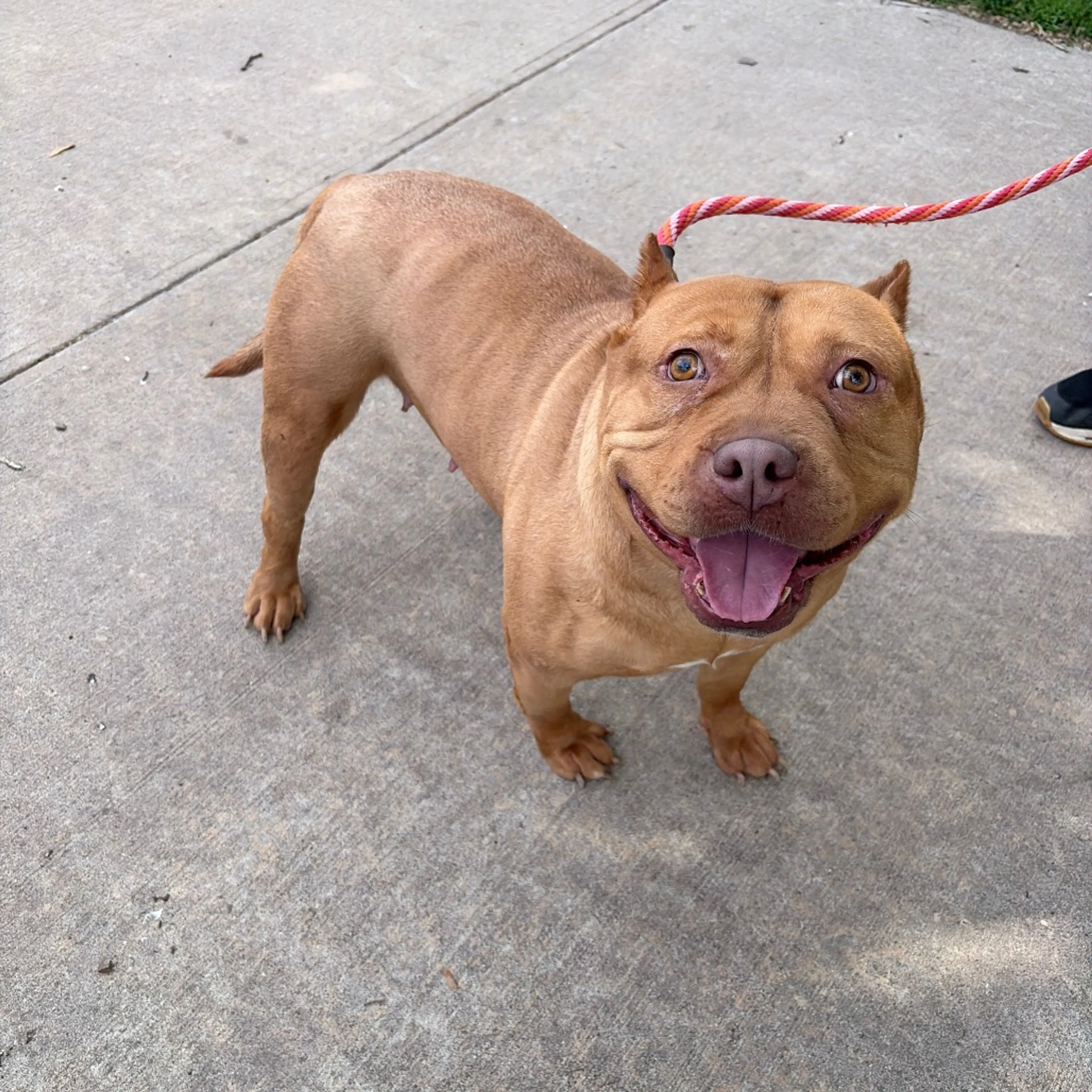Found pet-2