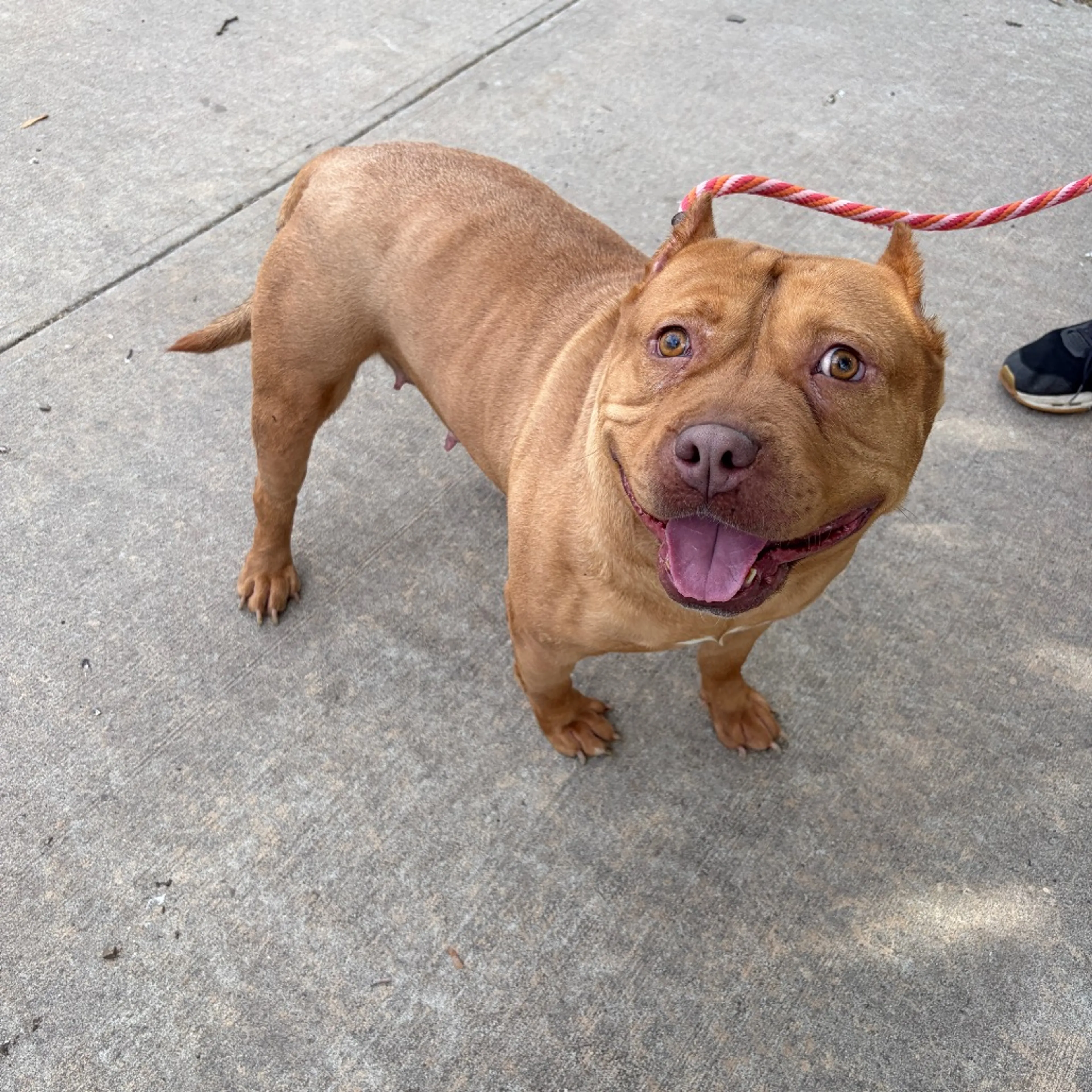 Found pet-3