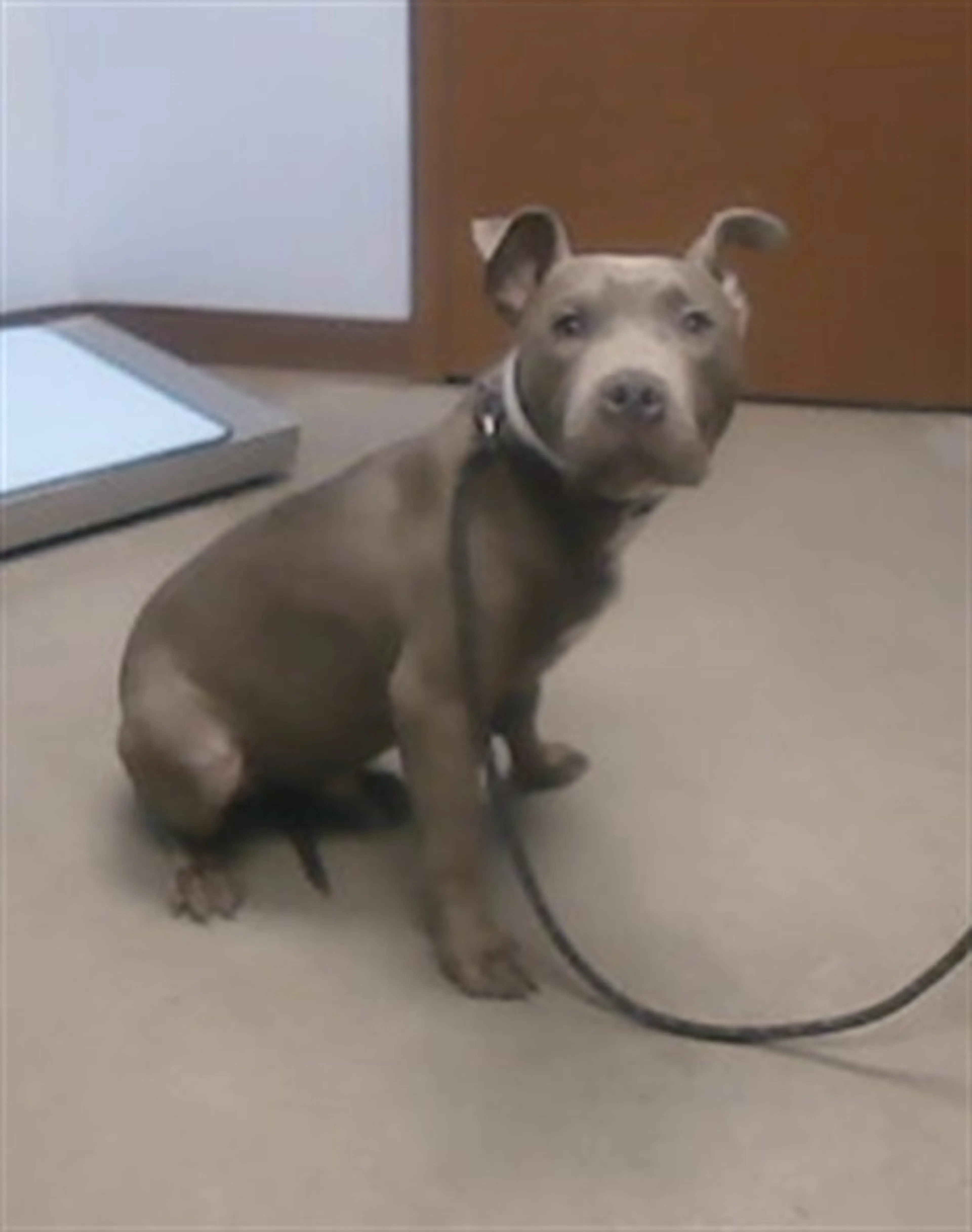 Found pet