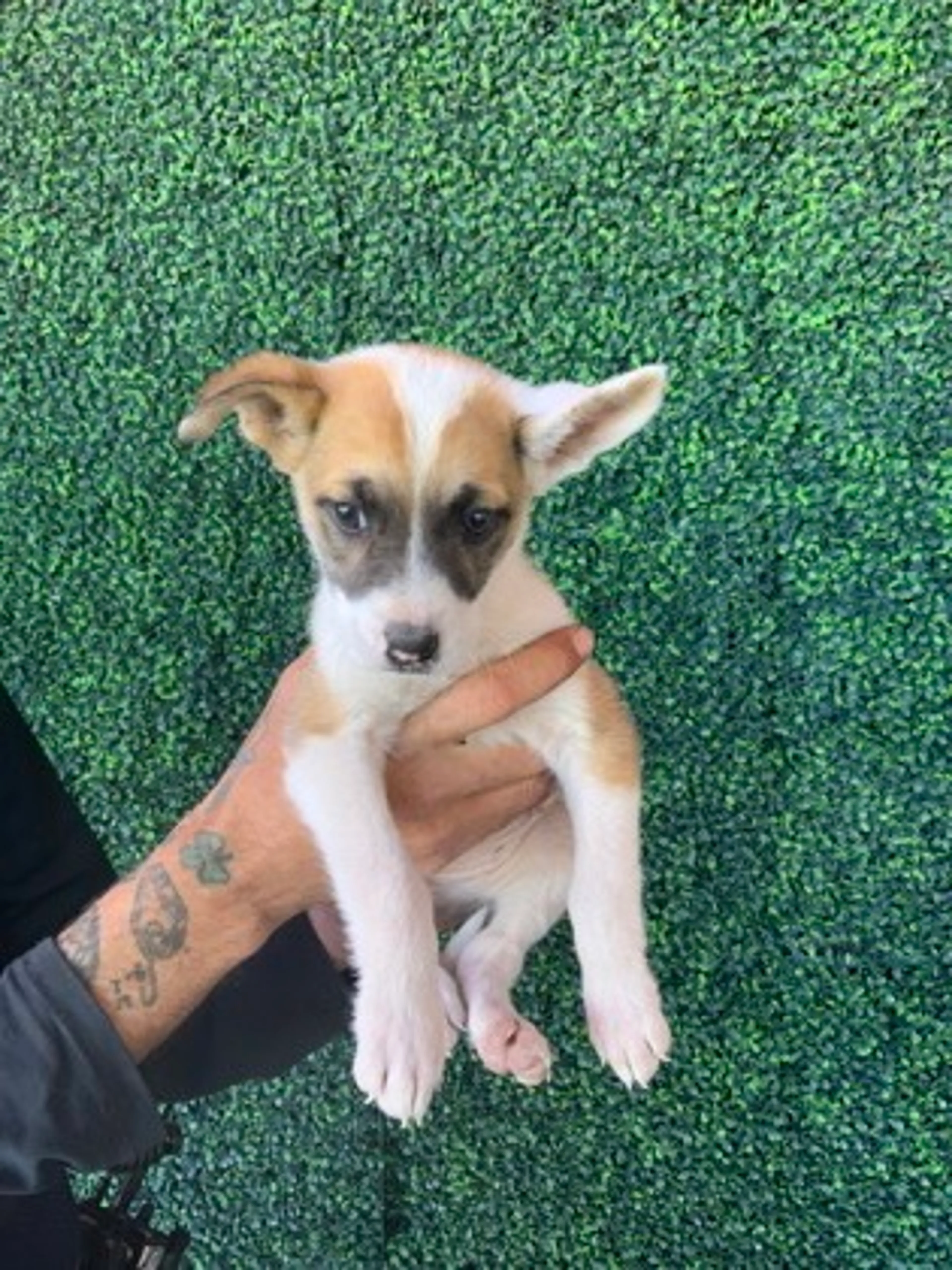 Found pet