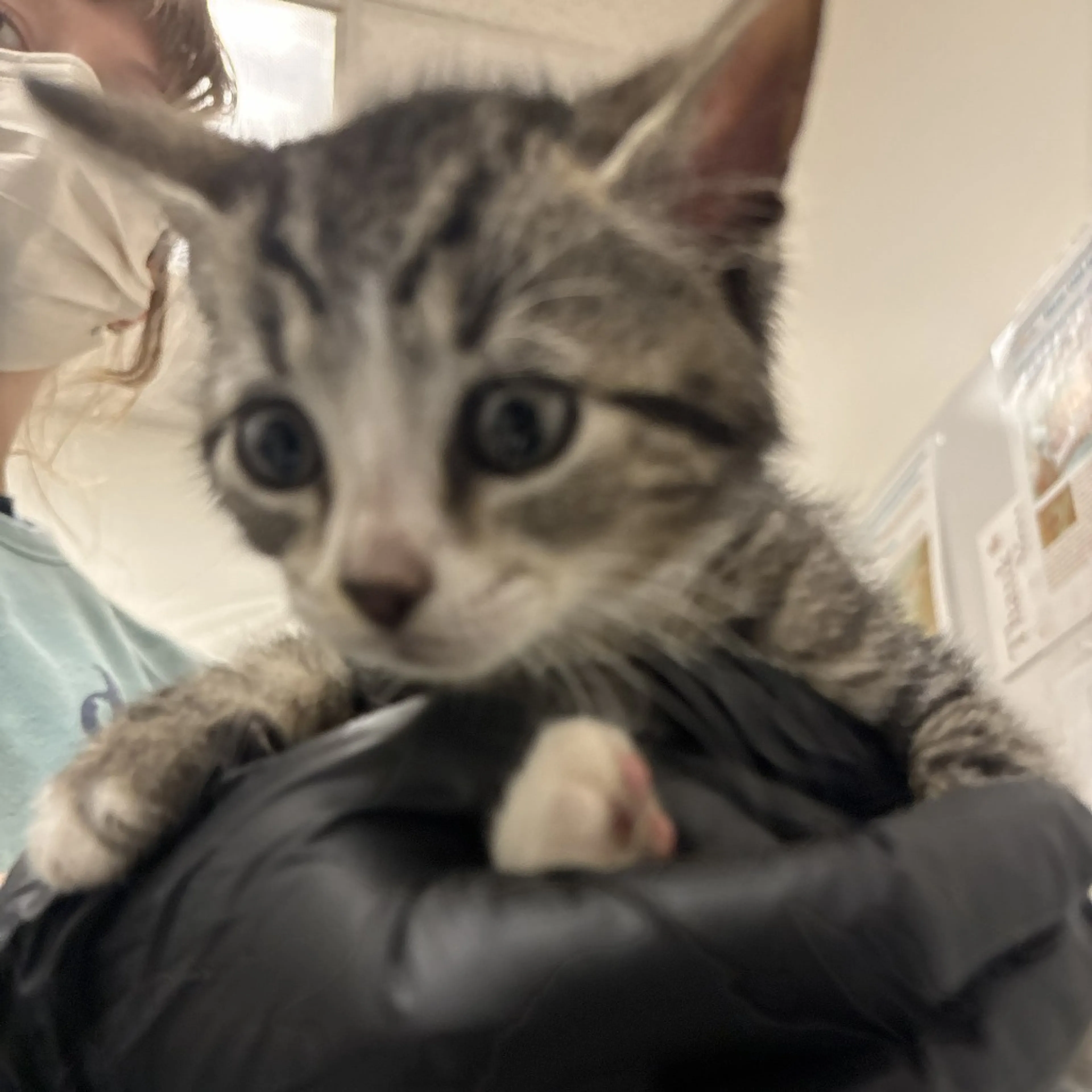 Found pet