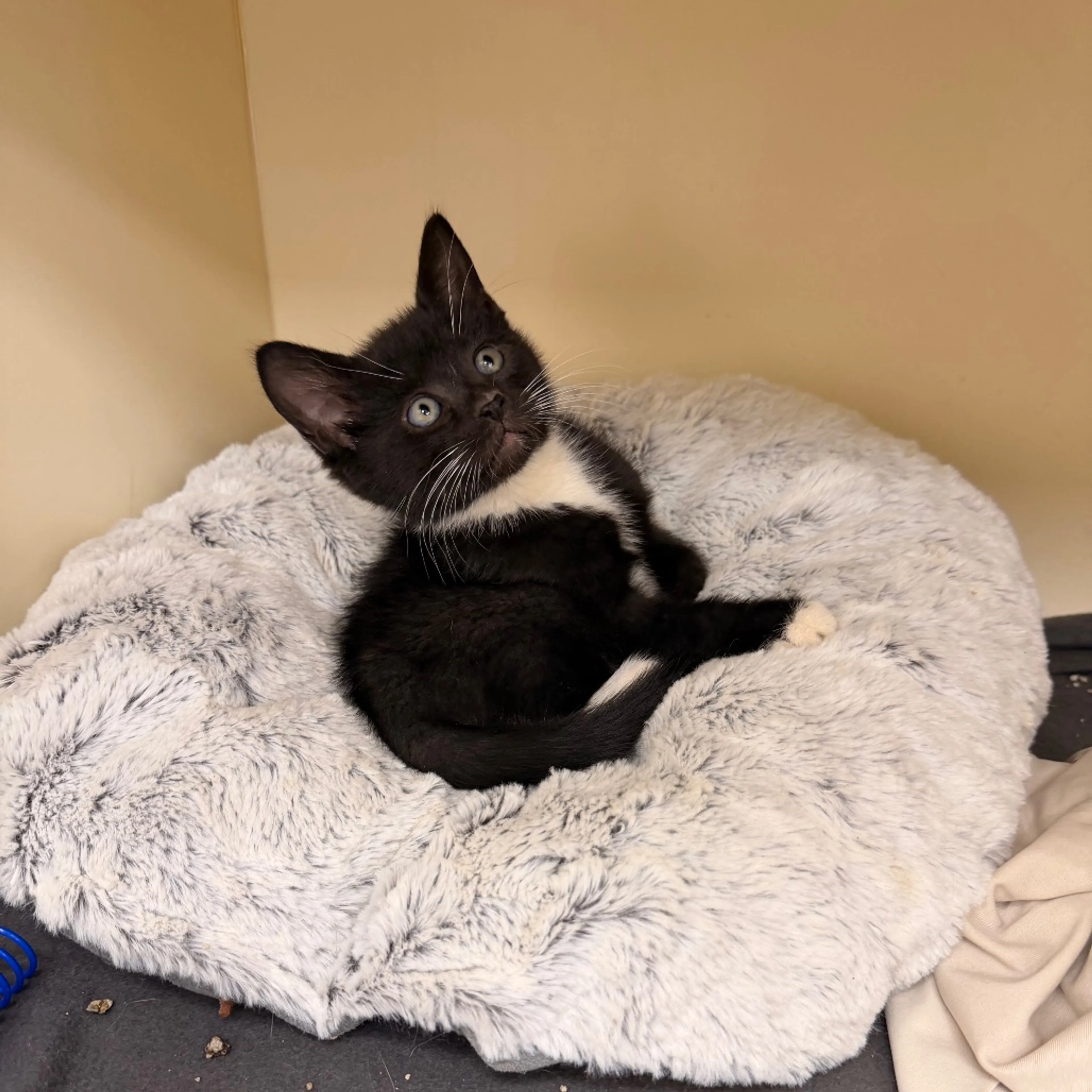 Found pet-1