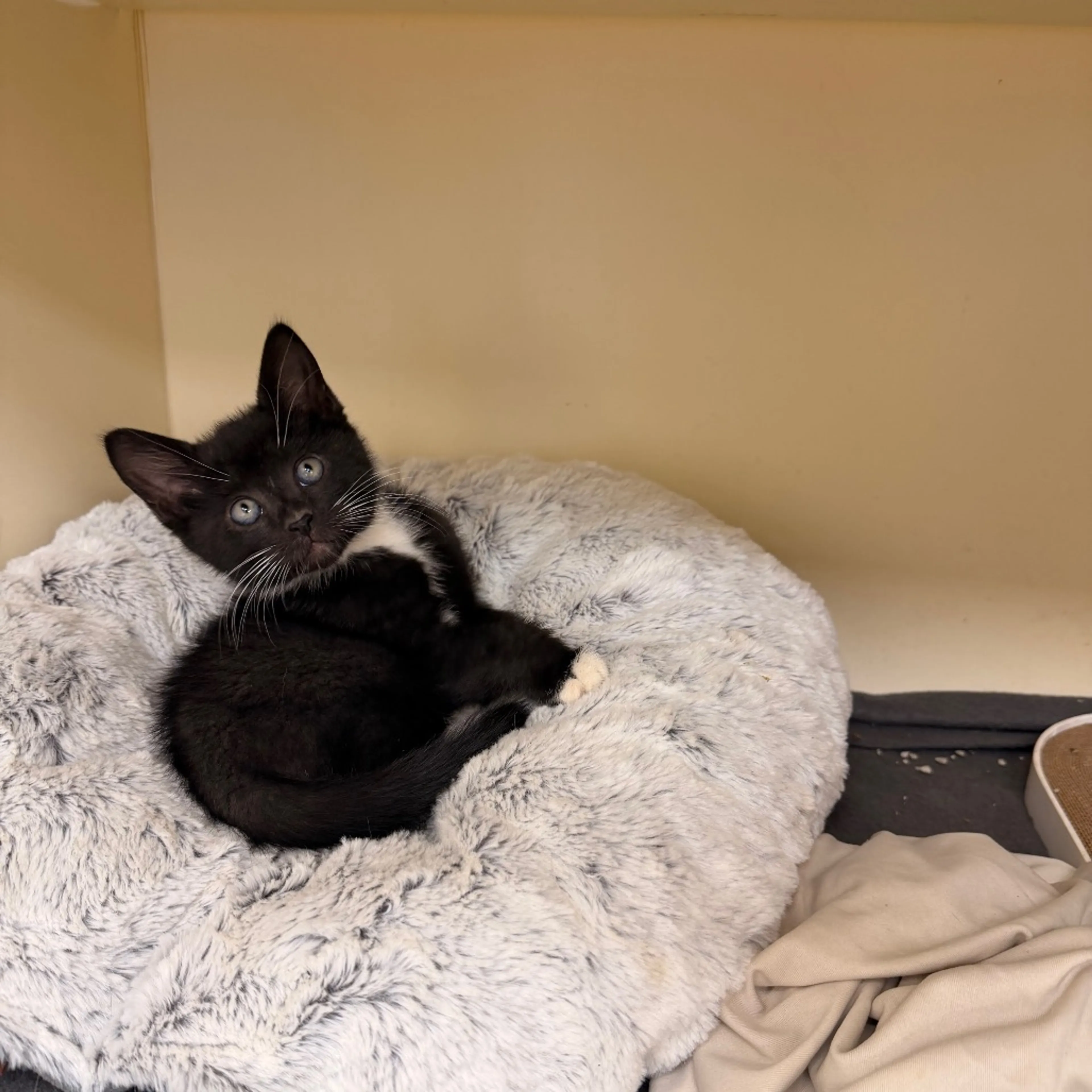 Found pet-2