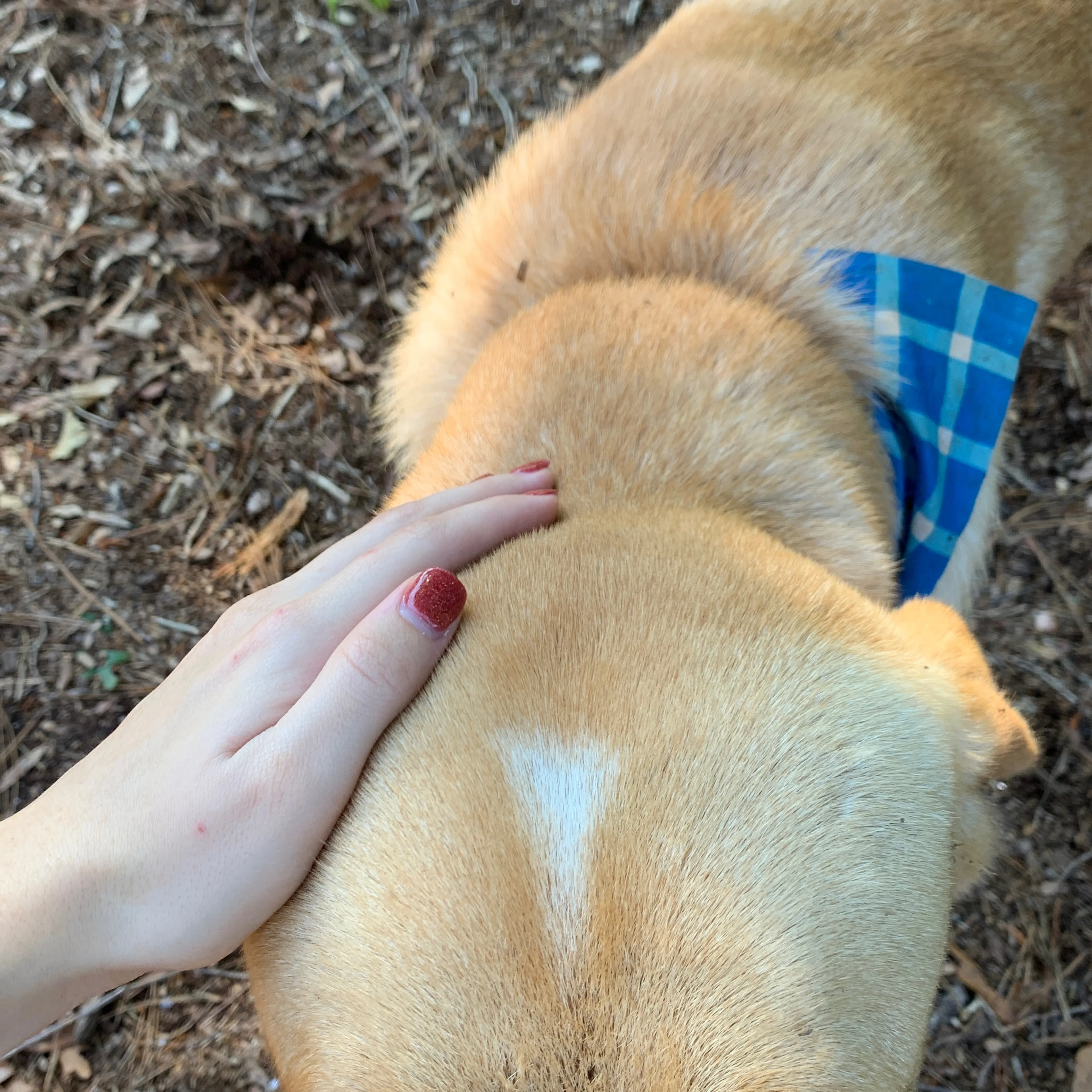 Found pet-3