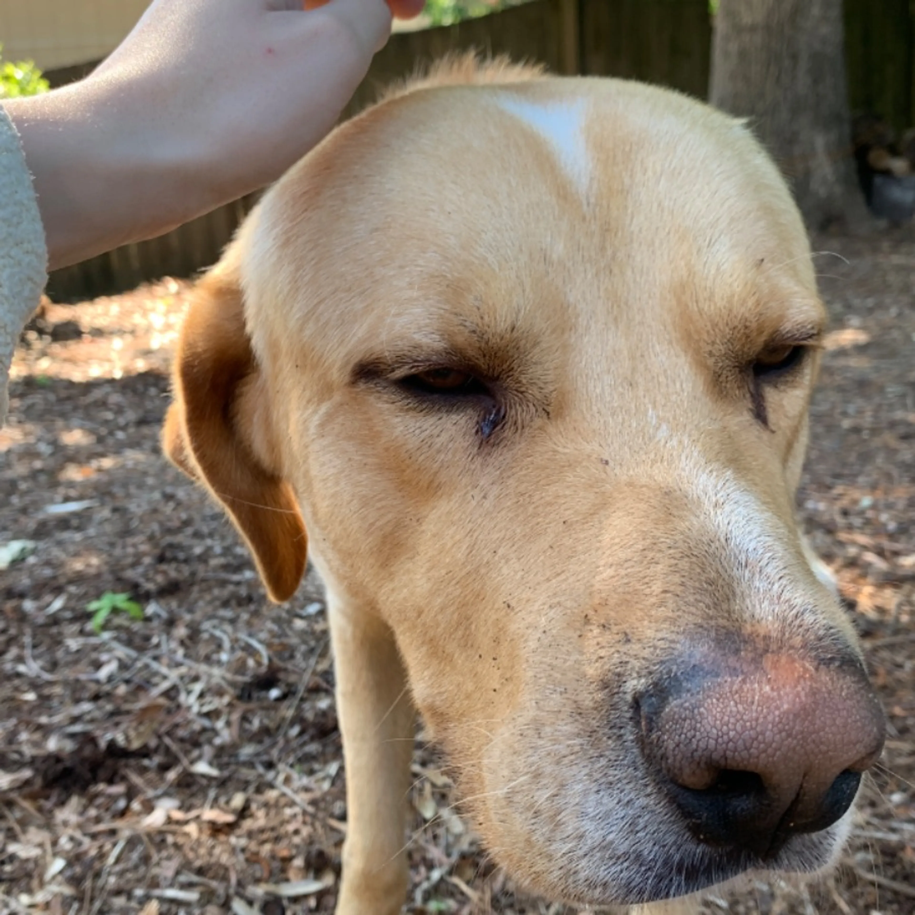 Found pet-0