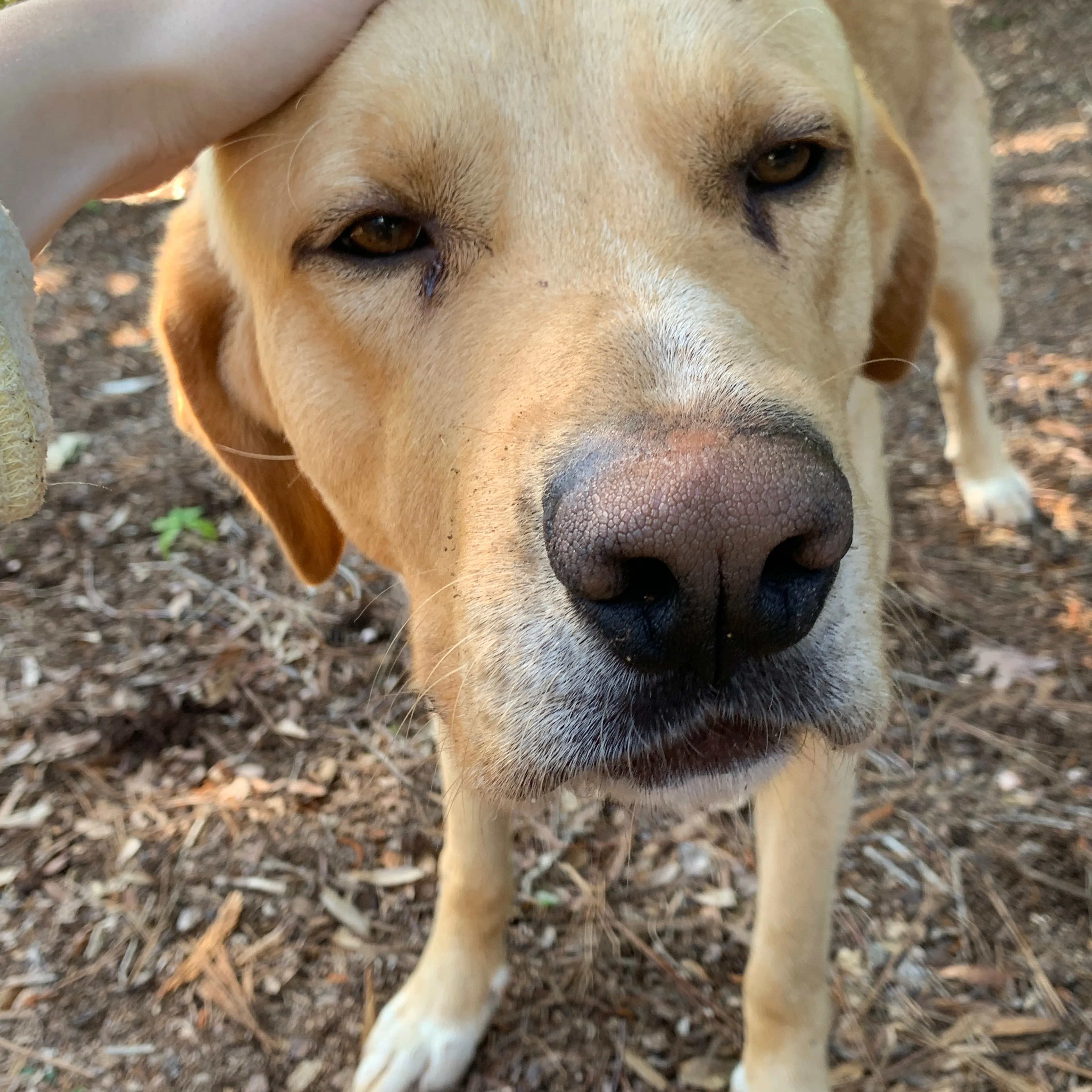 Found pet-2