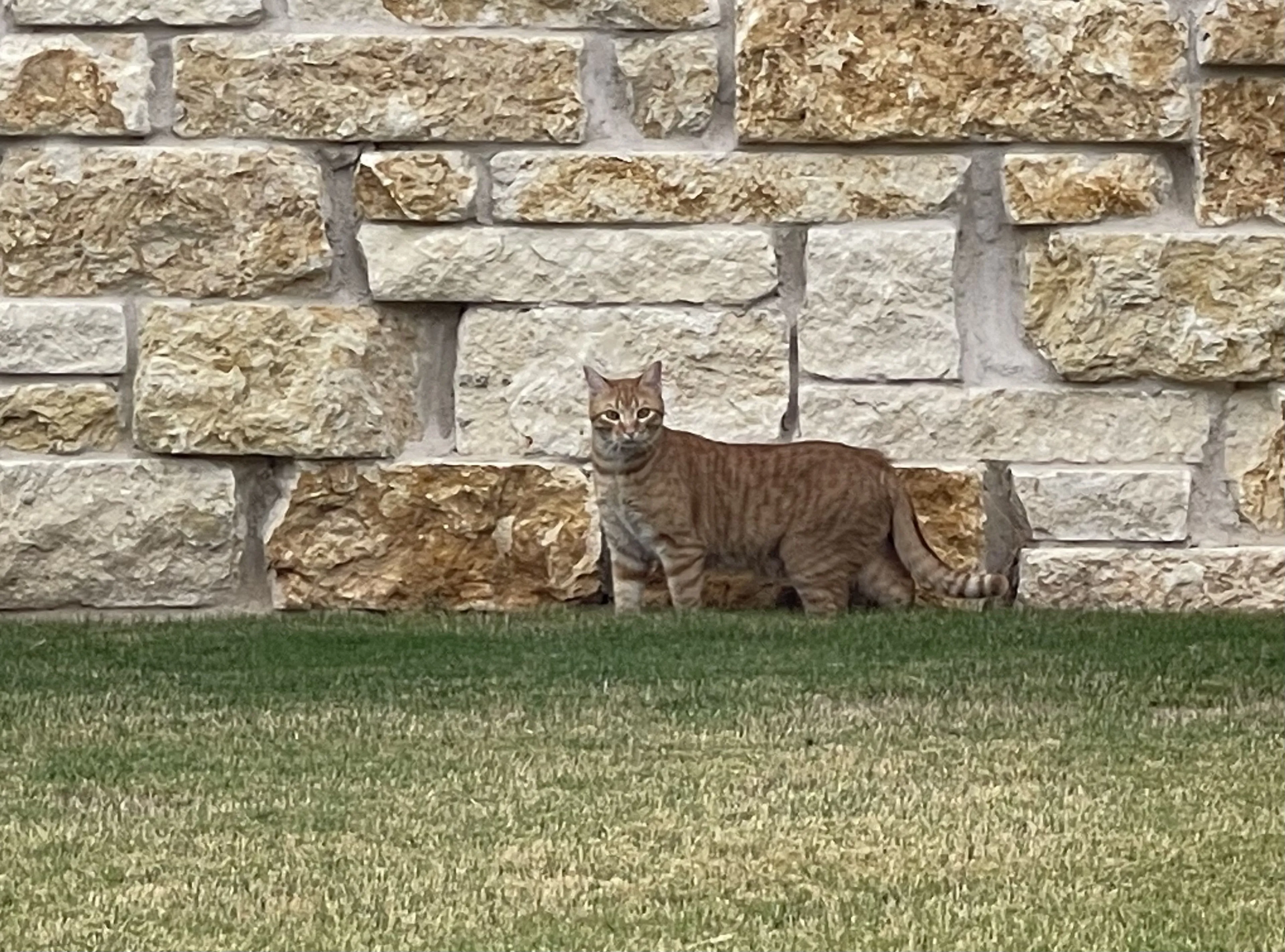 Lost pet