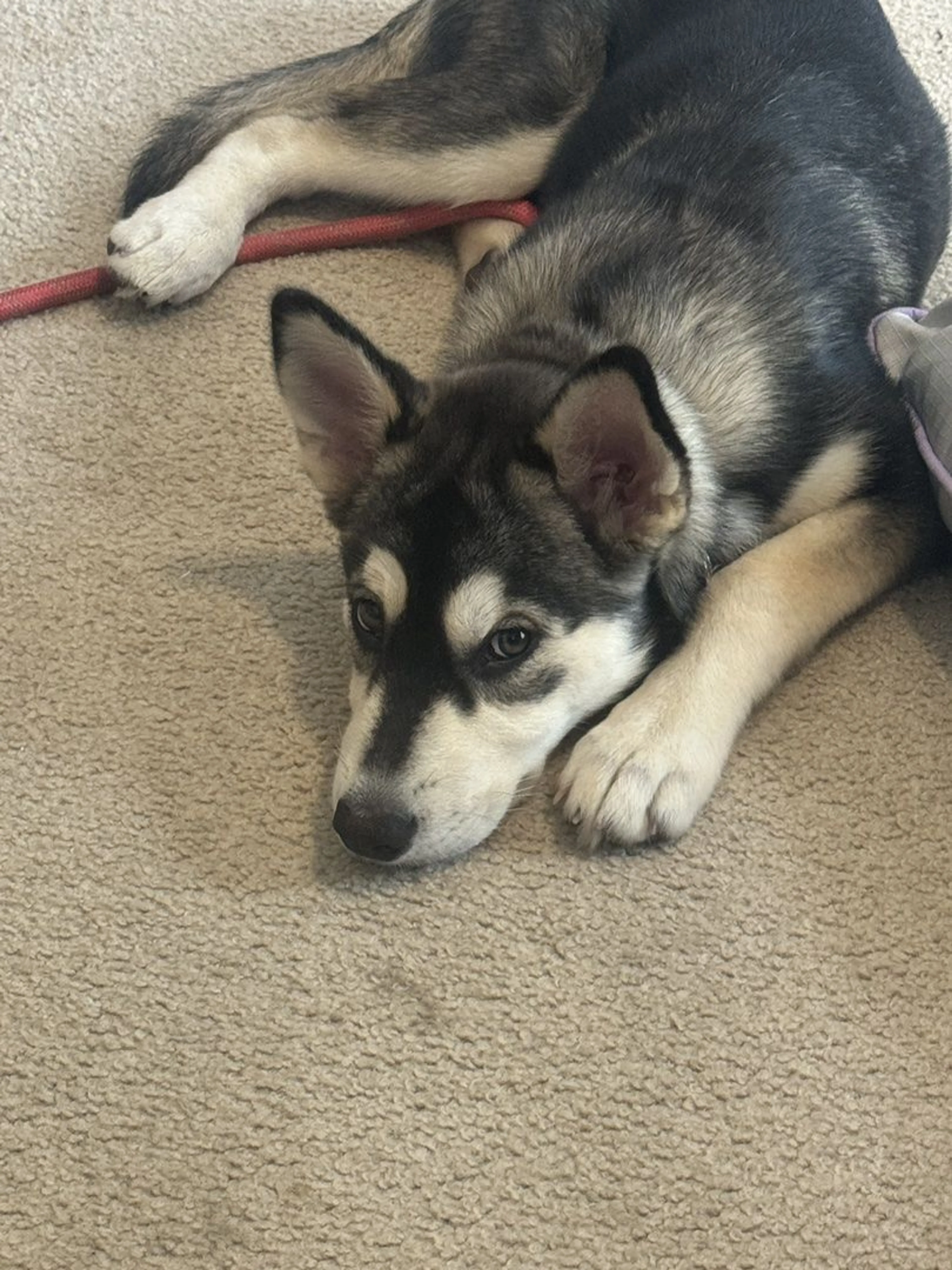 Lost pet